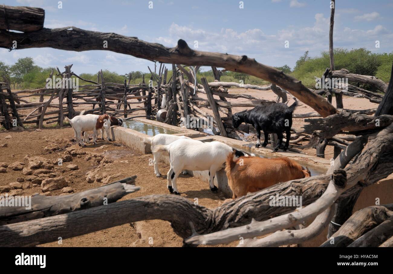 Capre di bere a bovini-post in Botswana Foto Stock