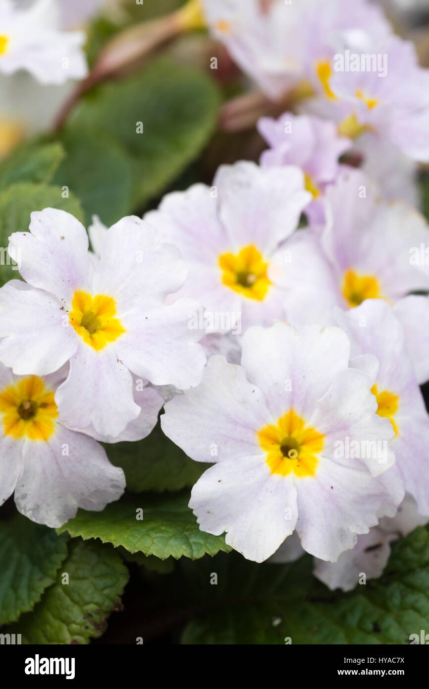 Lilla pallido petali di fiori circondano la Yellow eye of the hardy primrose, Primula 'Iris Mainwairing' Foto Stock