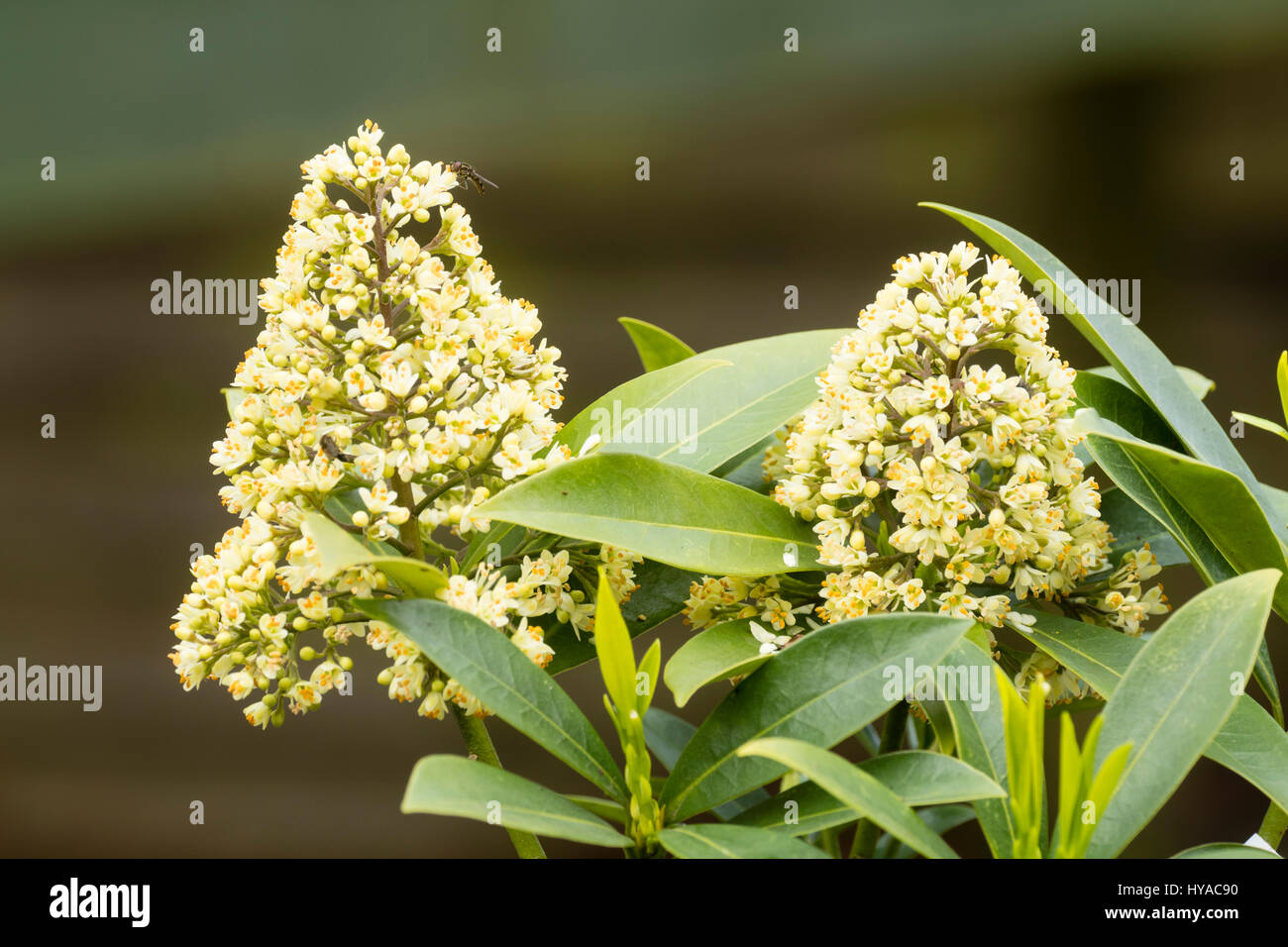 Profumati fiori di primavera capo di hardy arbusto sempreverde, Skimmia japonica "Kew bianco" Foto Stock