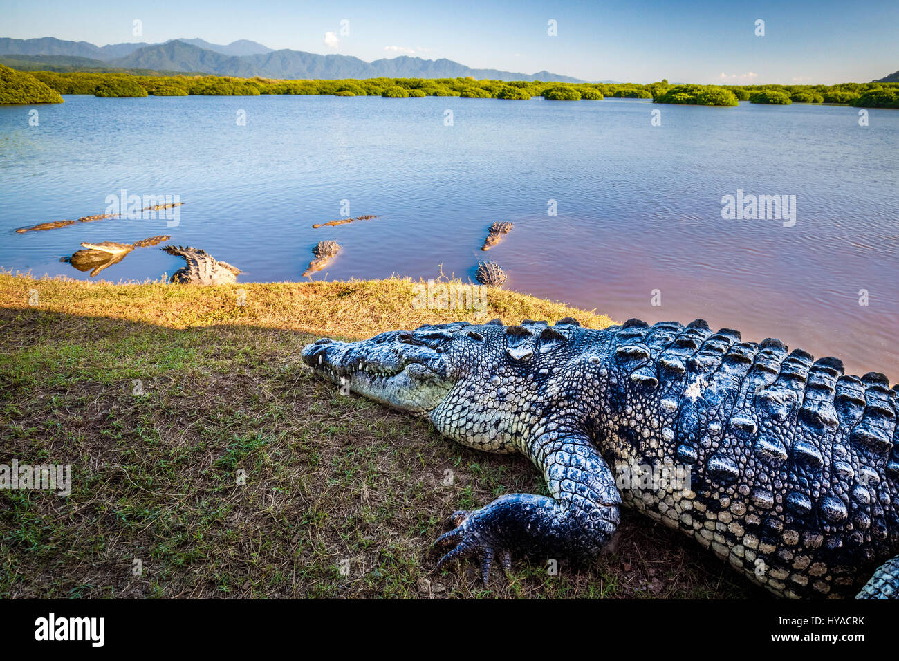 Diversi grandi coccodrilli appendere fuori vicino le mangrovie di San Blas, Nayarit, Messico. Foto Stock