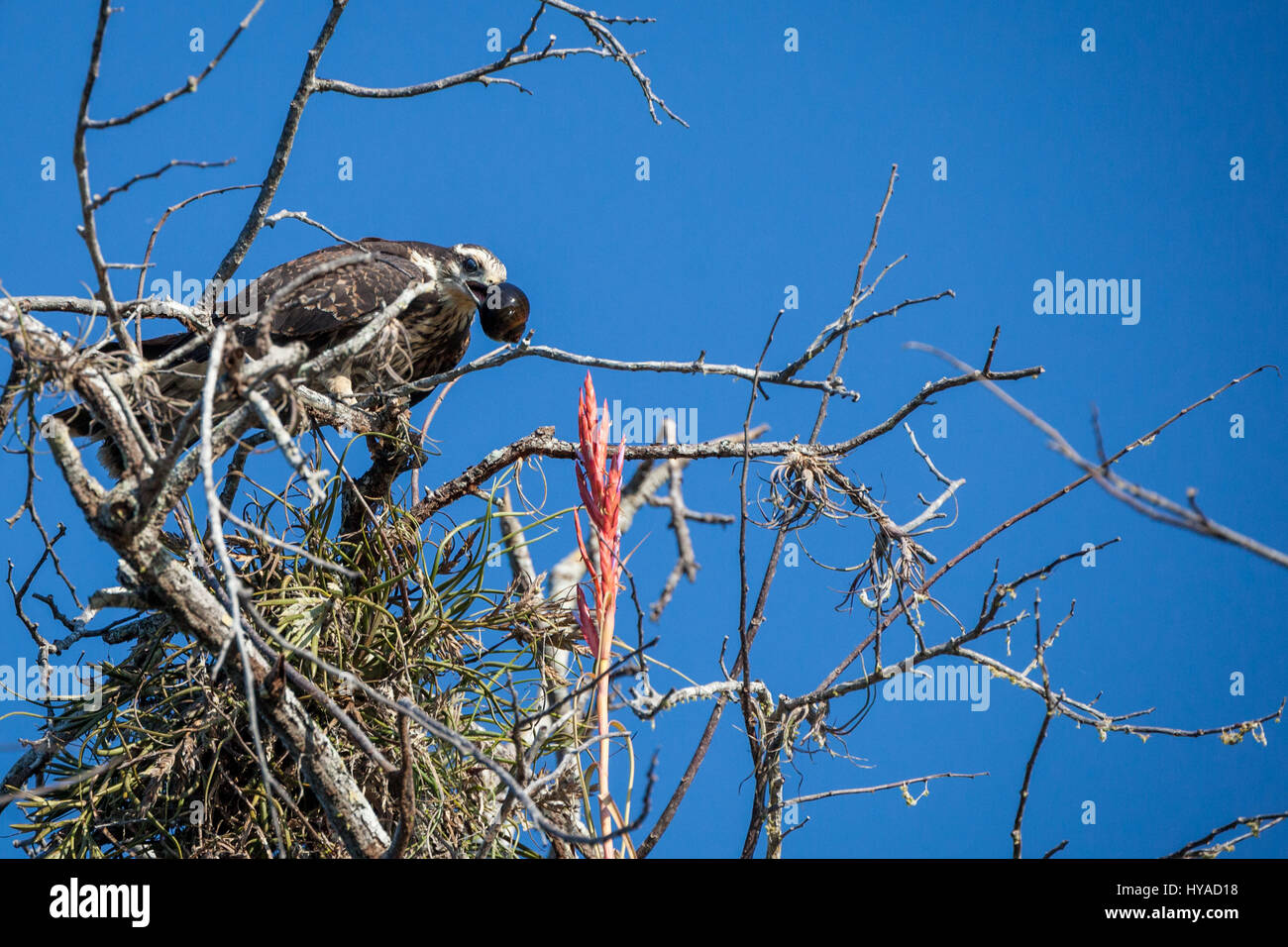 Una lumaca kite con la sua preda in Tovara Riserva Naturale di San Blas, Messico. Foto Stock