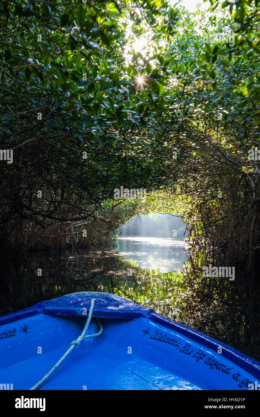 Un tunnel di mangrovie attende una barca in Tovara Riserva Naturale di San Blas, Messico. Foto Stock