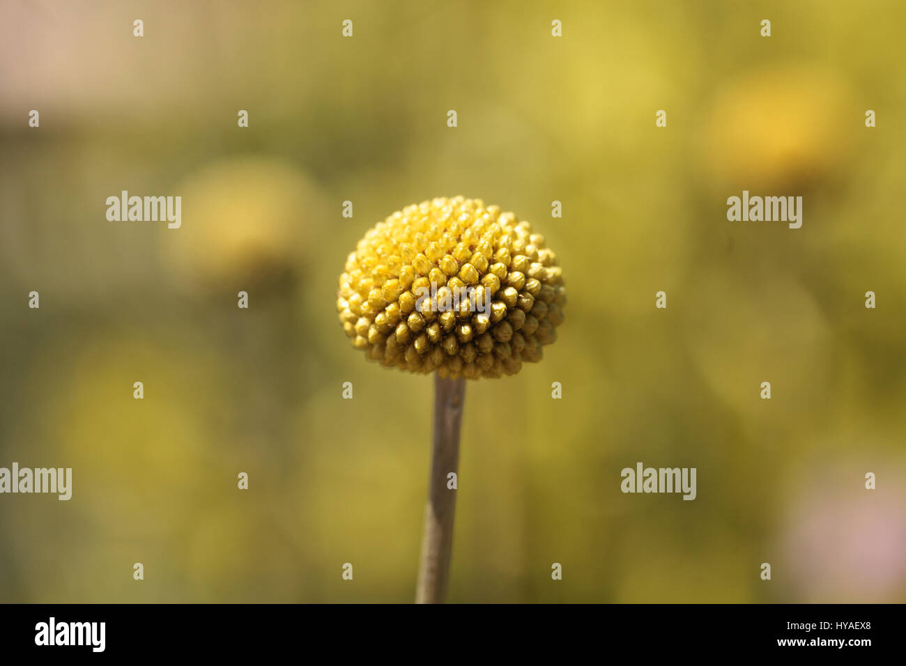 Craspedia giallo Billy sfere fiore sboccia in un giardino botanico in primavera Foto Stock