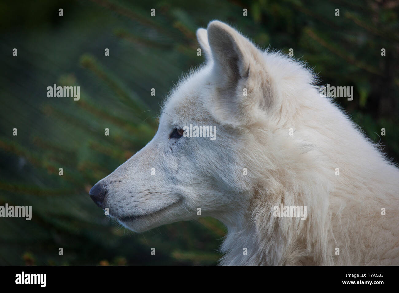White della baia di Hudson wolf close up colpo alla testa Foto Stock