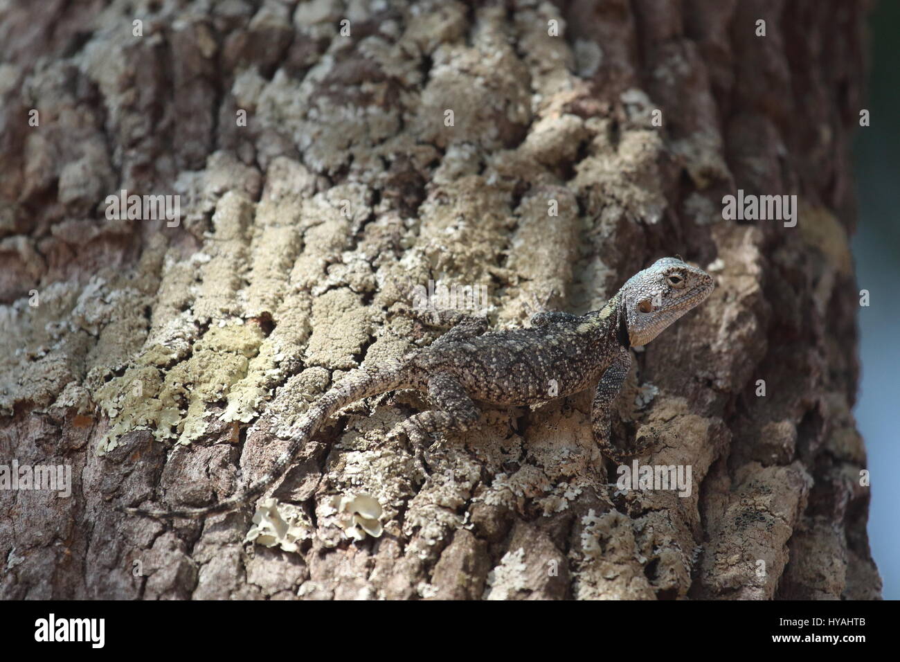 Il ramo della struttura Agama Acanthocercus branchii, Zambia, Africa Foto Stock