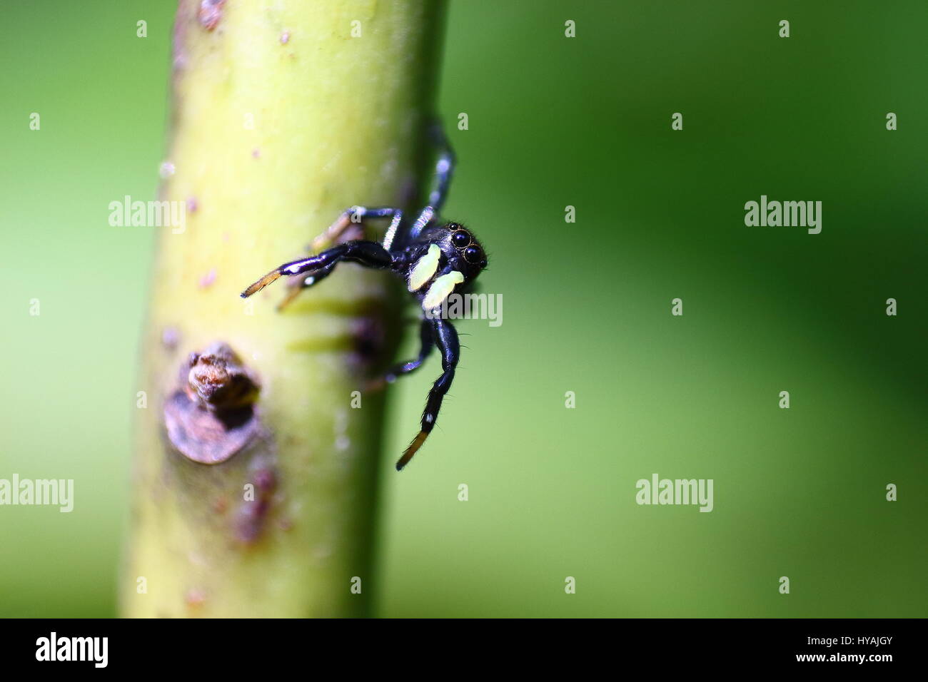 Jumping Spider Lusaka, Zambia, Africa Foto Stock