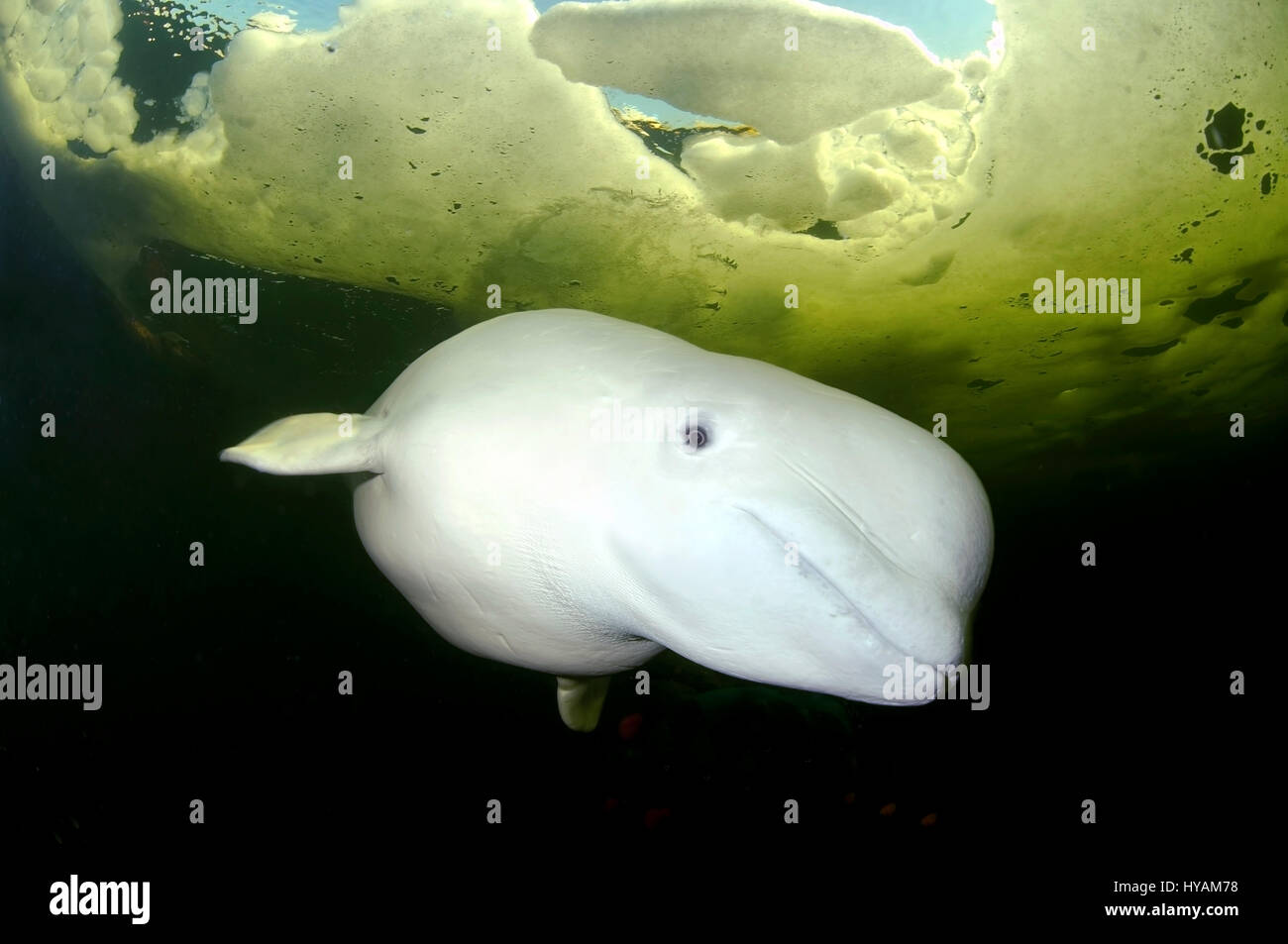 A nord della Karelia, RUSSIA: una coppia di subacquei sono stati molto meravigliato per incontrare una fama-fame Beluga. Un foto-bombardamento Beluga è stato il russo di maiale alla ribalta quando è sorpreso una coppia di subacquei. I due subacquei hanno il tuffo 20-piede profondo in Russia di ghiaccio freddo Mare Bianco, ma poco sapevano una fama-fame il Beluga è stato andare a correre ARCTIC-cerchi intorno a loro. Fotografo Andrey Nekrasov (42) e sua dive-buddy sono lieto di incontrare la coppia di cordiale dieci piedi lungo i mammiferi marini e ha deciso di costituire insieme con loro per la ripresa di una vita. Tuttavia, come la femmina cosied-fino a Andrey Foto Stock