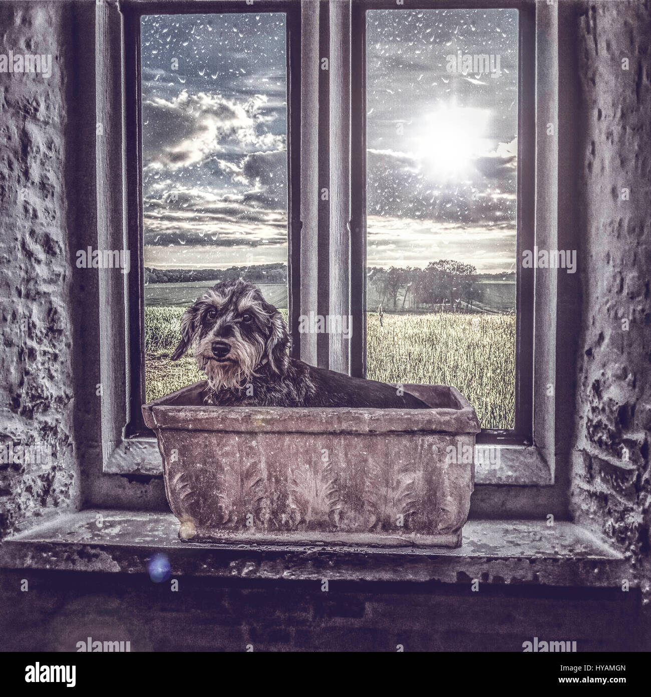 OROKLINI, Cipro: Hettie il cane di salvataggio si siede in una pentola di piante che si affaccia sulla campagna. Soddisfare i cani di salvataggio che potrebbe essere il più cool pooches con no home sul pianeta. Da mutt Barney appendere fuori in un trilby hat a uno zampe Fergus che era stato trasportato indietro per le vecchie strade di Dublino un cane amorevole-Brit ha prodotto questi bizzarri foto nel tentativo di raccogliere fondi per un cash-strapped home per cani abbandonati. Servendosi di una "spot" di trucchi digitali Cipro in base ex gioventù britannica campione del pugilato, istruttore di arti marziali e fotografo Stuart Holroyd (34), creato queste accattivanti foto Foto Stock