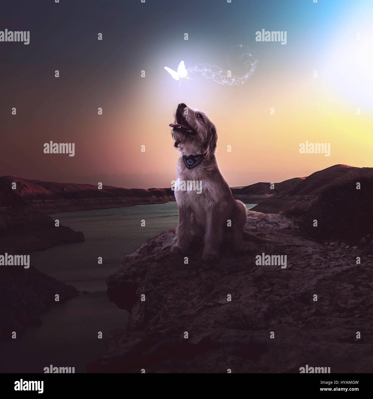 OROKLINI, Cipro: Molly il cane di salvataggio dei cavalletti sotto una magica fairie. Soddisfare i cani di salvataggio che potrebbe essere il più cool pooches con no home sul pianeta. Da mutt Barney appendere fuori in un trilby hat a uno zampe Fergus che era stato trasportato indietro per le vecchie strade di Dublino un cane amorevole-Brit ha prodotto questi bizzarri foto nel tentativo di raccogliere fondi per un cash-strapped home per cani abbandonati. Servendosi di una "spot" di trucchi digitali Cipro in base ex gioventù britannica campione del pugilato, istruttore di arti marziali e fotografo Stuart Holroyd (34), creato queste accattivanti le foto per raccogliere fondi per t Foto Stock