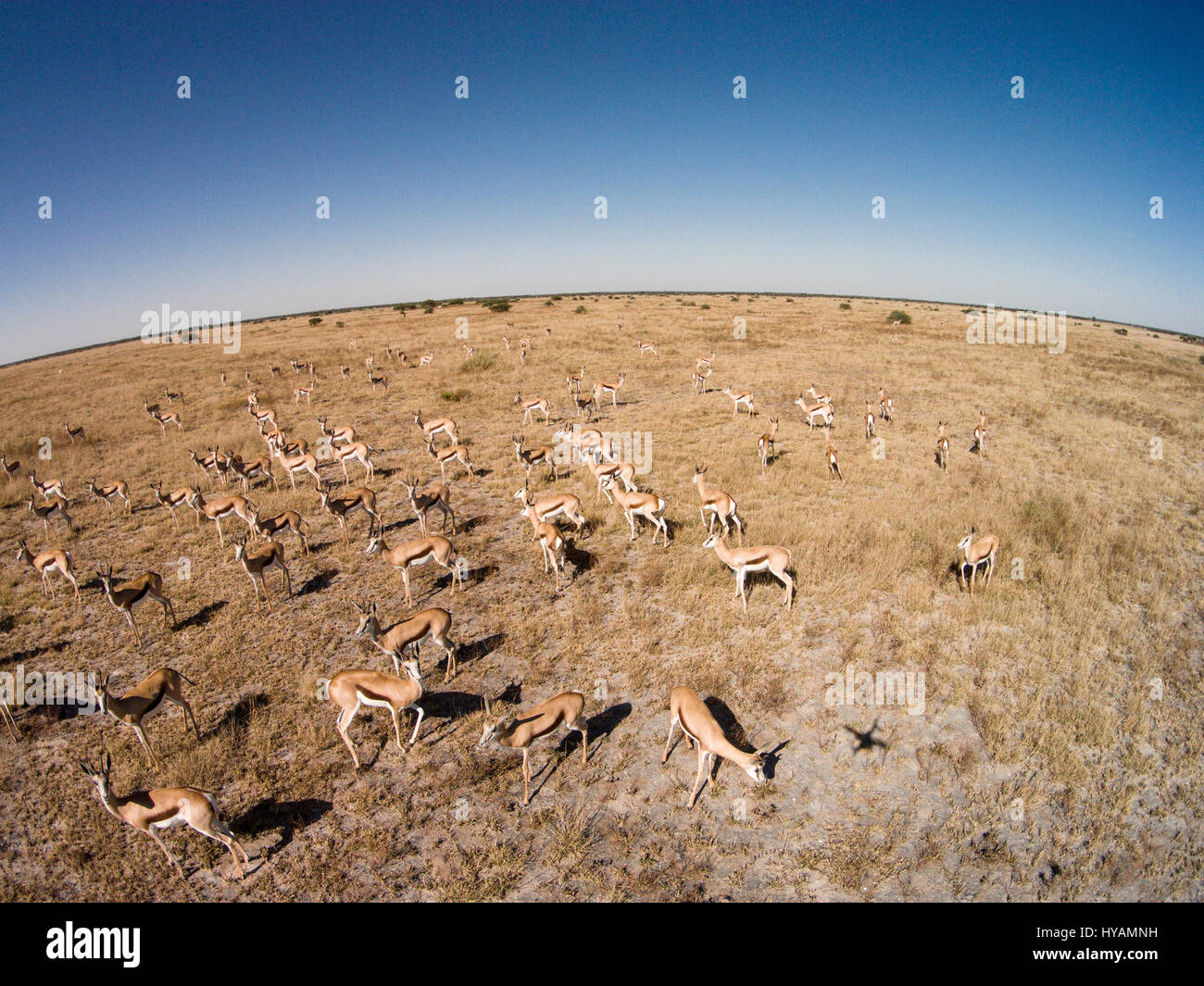 CHOBE NATIONAL PARK, il BOTSWANA: un branco di antilopi. Un drone è andato su un wildlife safari in Africa più profonda. Da leoni e GNU di elefanti e giraffe il possente animali di Africa può essere visto in questo 500-piedi alto drone-eye del continente. Fotografo Paul Souders (53) ha preso la sua DJI Phantom Vision 2+drone su 10.000 miglia lungo viaggio dalla sua casa a Seattle, Stati Uniti d'America per il Botswana in Sud Africa. La sua foto mostrano come le specie di animali che reagiscono alla presenza aliena del drone, mentre egli semplicemente si rilassa e la sua macchina fa tutto il lavoro duro. Foto Stock