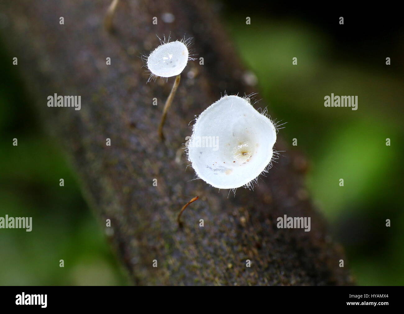 Coppa del bianco di funghi che crescono su di un piccolo ramo Foto Stock