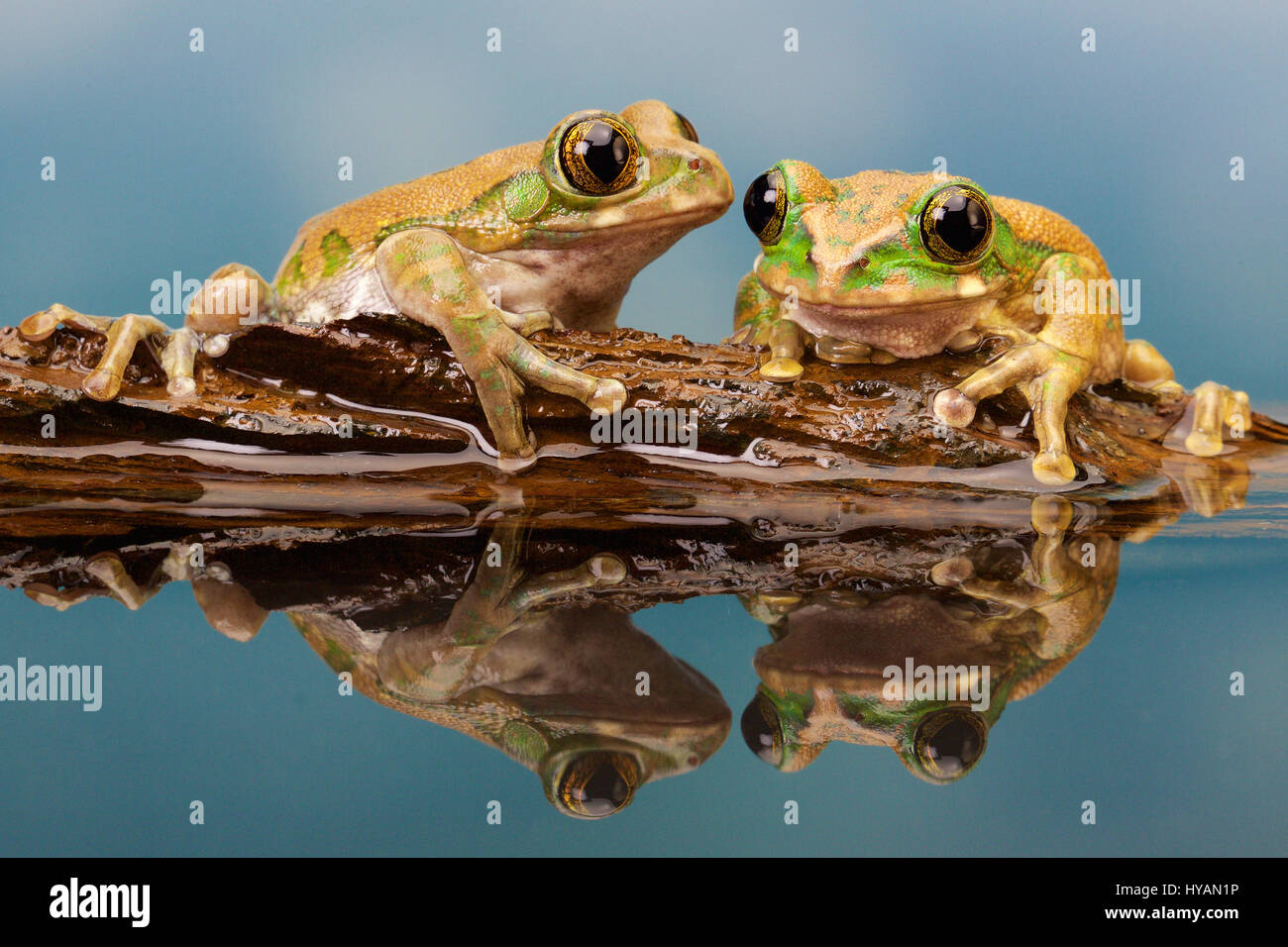 LIVERPOOL, Regno Unito: fotografo Mark Bridger. Incontrare Kermit i log e i suoi amici come il gruppo di albero di carino rane prendere una pausa su un grumo di galleggianti di legno. Mentre due rane per cercare di risolvere il loro piccolo log-pila barca vengano accidentalmente scavalcare ogni altra - stepping anche direttamente su ogni altro bulbi oculari - prima che essi sono congiunti da un terzo chum viscido e ogni finalmente trovato il giusto posto di palissonatura. Il comico le foto sono state prese da British fotografo dilettante Mark Bridger (46) da West Malling in Kent mentre egli ha visitato il Knowsley Safari Park di Liverpool. Foto Stock