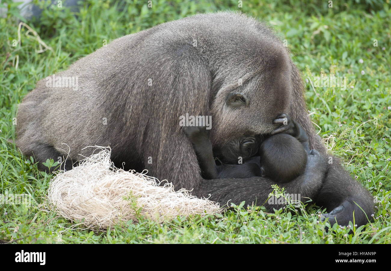Lo Zoo di Jacksonville, Florida: Bulera e due mese vecchio George giocare insieme. Un britannico plumbing caposquadra ha preso la più intima colpi di mighty gorilla cuddling loro simpatico neonati. Dalla beata abbracci e attenta cura di playtime e trasportano i loro piccoli di scimmie e proscimmie da A a B di queste immagini mostrano questa famiglia di sette Gorillas occidentali della pianura, le cui specie sono in pericolo critico nel selvaggio. La famiglia comprende due neonati (uno è solo trenta giorni di età), due mamme e persino una nonna. Fotografo scozzese Graham McGeorge ha spiegato il modo in cui egli ha preso le immagini di tre generazioni di goril Foto Stock