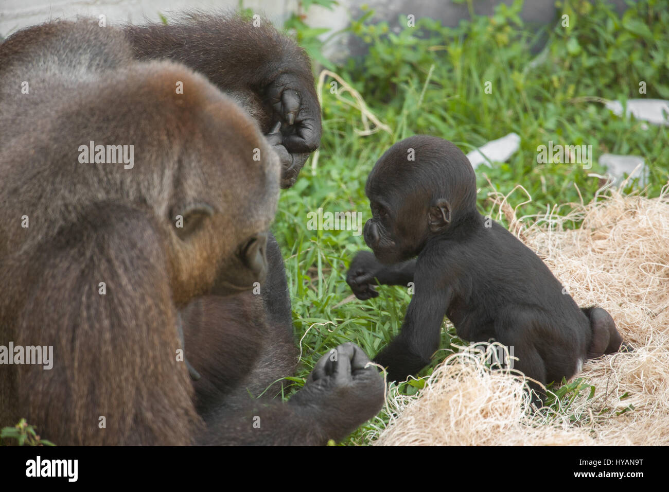 Lo Zoo di Jacksonville, Florida: Bulera e due mese vecchio George giocare insieme. Un britannico plumbing caposquadra ha preso la più intima colpi di mighty gorilla cuddling loro simpatico neonati. Dalla beata abbracci e attenta cura di playtime e trasportano i loro piccoli di scimmie e proscimmie da A a B di queste immagini mostrano questa famiglia di sette Gorillas occidentali della pianura, le cui specie sono in pericolo critico nel selvaggio. La famiglia comprende due neonati (uno è solo trenta giorni di età), due mamme e persino una nonna. Fotografo scozzese Graham McGeorge ha spiegato il modo in cui egli ha preso le immagini di tre generazioni di goril Foto Stock