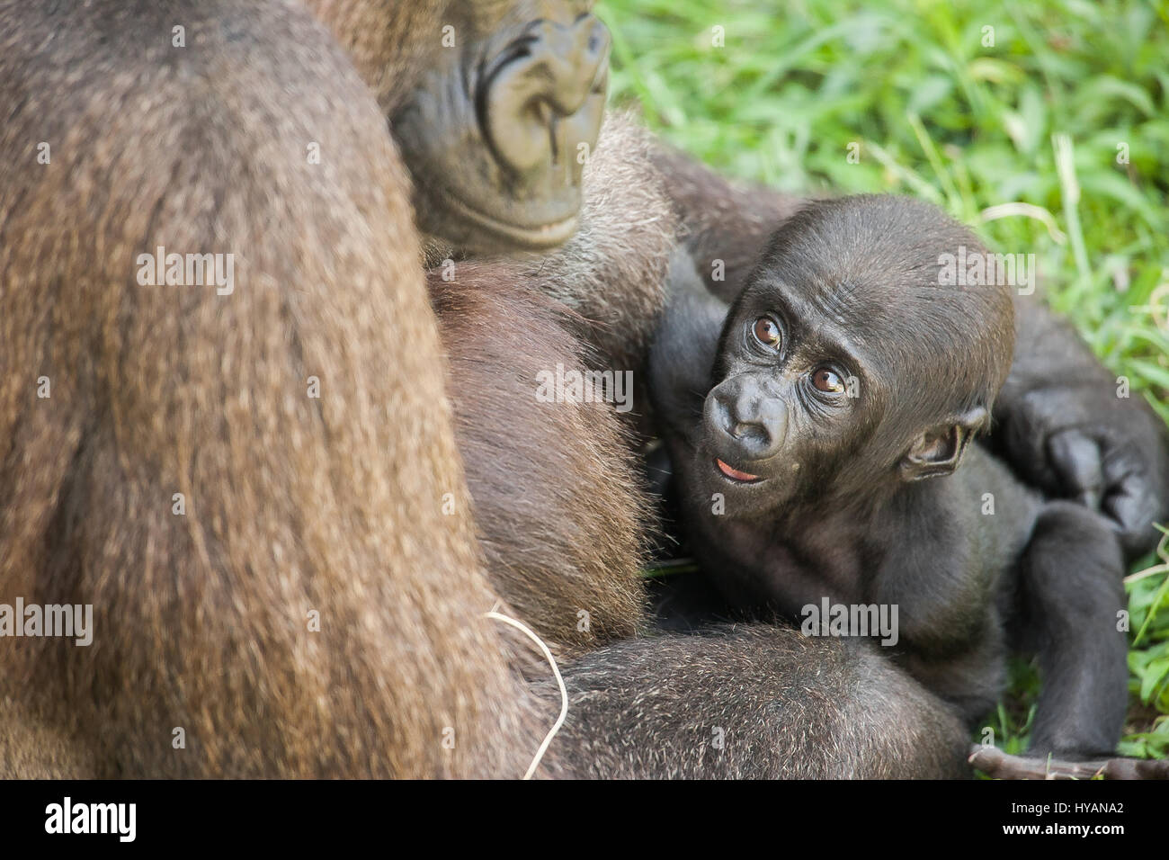 Lo Zoo di Jacksonville, Florida: Bulera e due mese vecchio George giocare insieme. Un britannico plumbing caposquadra ha preso la più intima colpi di mighty gorilla cuddling loro simpatico neonati. Dalla beata abbracci e attenta cura di playtime e trasportano i loro piccoli di scimmie e proscimmie da A a B di queste immagini mostrano questa famiglia di sette Gorillas occidentali della pianura, le cui specie sono in pericolo critico nel selvaggio. La famiglia comprende due neonati (uno è solo trenta giorni di età), due mamme e persino una nonna. Fotografo scozzese Graham McGeorge ha spiegato il modo in cui egli ha preso le immagini di tre generazioni di goril Foto Stock