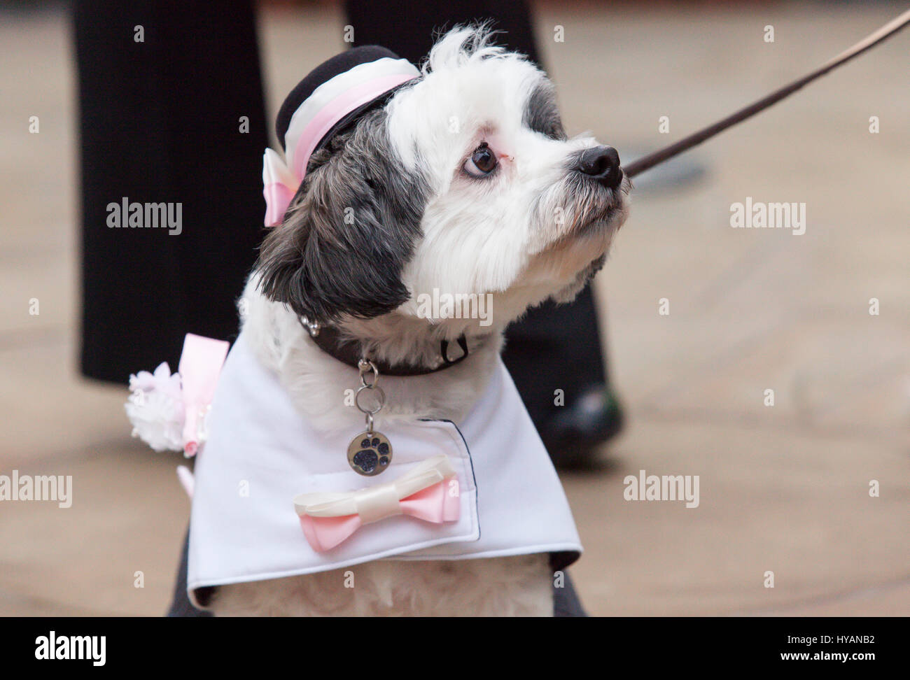 Birmingham, Regno Unito: Rufus guarda al cancelliere. Un DOGGY matrimonio potrà essere più turbine ancora come ex lonely-cuori Rufus e Lady ottenere agganciato dopo dating per appena tre settimane. Le immagini mostrano come l'amore-up Bichon Frise Lady (3) e Cavachon Rufus (2) erano arrivati nella corsia dai loro proprietari e si sono sposati per la gioia di 60 umani e cani ospiti di nozze. Nonostante la velocità del loro rapporto l'impostazione non potrebbe essere più romantica - con il Regno Unito è solo il pet cancelliere Ann Clark (57) presiede il pooch-wedding su un palco per spettacoli di Birmingham del luogo Danielle. La coppia di amato-up cani incontrati a Foto Stock