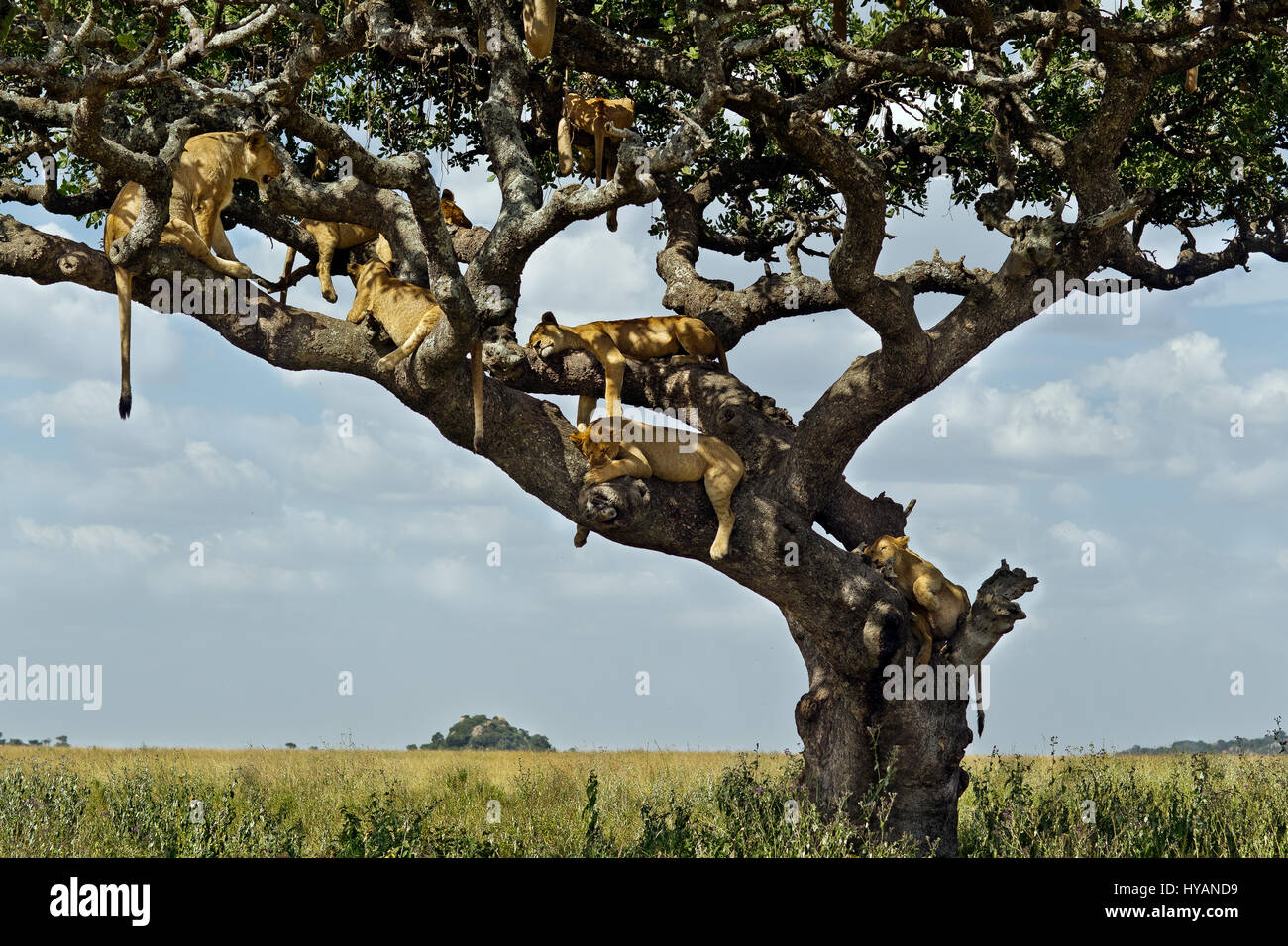 Parco Nazionale del Serengeti, TANZANIA: mentre noi nel Regno Unito swelter nel tempo caldo un pensiero di ricambio per questo sonnacchioso lion orgoglio la cui unica possibilità per ombra è l'alto i rami di un albero nelle vicinanze. Avendo trovato uno dei pochi luoghi ombrosi disponibile nel vasto deserto, queste immagini mostrano l'orgoglio posticipata chillaxing e lasciare che tutto appendere sciolto fino a 20 piedi di alta. Con temperature di colpire oltre 32 Celsius da 8am, questa ubicazione premium ammessi i lions di riposo mantenendo sempre un look out sul loro territorio. Da questo punto di vista sono stati facilmente in grado di individuare qualsiasi preda di avvicinamento di un Foto Stock