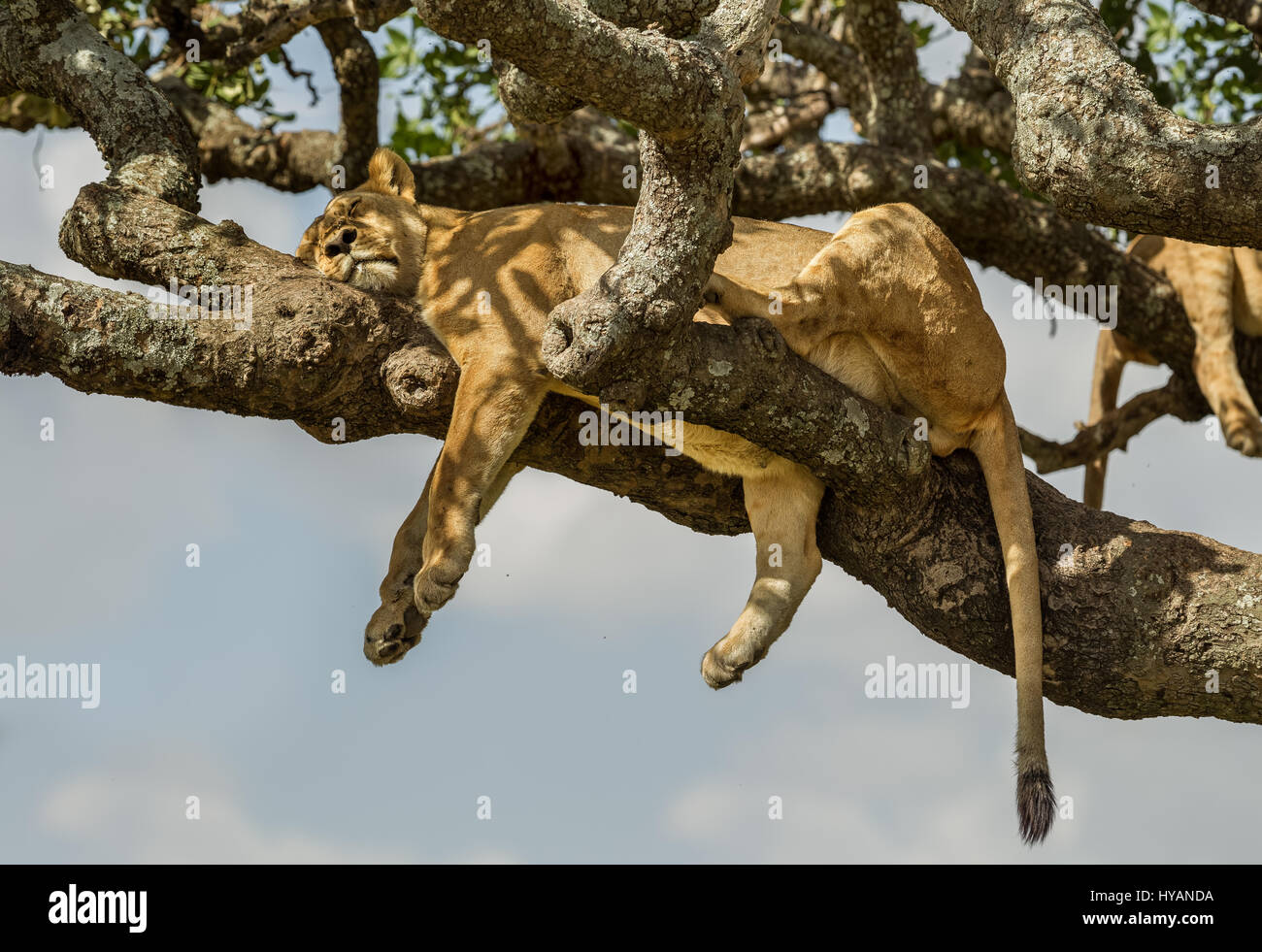 Parco Nazionale del Serengeti, TANZANIA: mentre noi nel Regno Unito swelter nel tempo caldo un pensiero di ricambio per questo sonnacchioso lion orgoglio la cui unica possibilità per ombra è l'alto i rami di un albero nelle vicinanze. Avendo trovato uno dei pochi luoghi ombrosi disponibile nel vasto deserto, queste immagini mostrano l'orgoglio posticipata chillaxing e lasciare che tutto appendere sciolto fino a 20 piedi di alta. Con temperature di colpire oltre 32 Celsius da 8am, questa ubicazione premium ammessi i lions di riposo mantenendo sempre un look out sul loro territorio. Da questo punto di vista sono stati facilmente in grado di individuare qualsiasi preda di avvicinamento di un Foto Stock