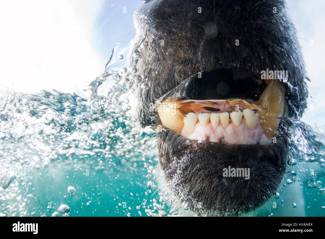 HUSDON BAY, CANADA: le ganasce di una nuotata in un orso polare. Gli orsi polari sono sempre creature marine come dimostrato da queste foto straordinarie. La mancanza di ghiaccio a camminare su non significa che queste creature intelligenti non possono arrivare da un punto a ad un punto B, essi sono sempre più imparare a nuotare lunghe distanze nella loro ricerca di cibo in uno del mondo più ambienti difficili. Le immagini dalla Baia di Hudson, Canada mostra affamati orsi polari vivere come molto underwater come su terra, nuoto così vicino alla telecamera ci offre la vista di ciò che molte delle guarnizioni di tenuta devono vedere per l'ultima volta - il possente ganasce di questi temibili predatori. Altre ca Foto Stock