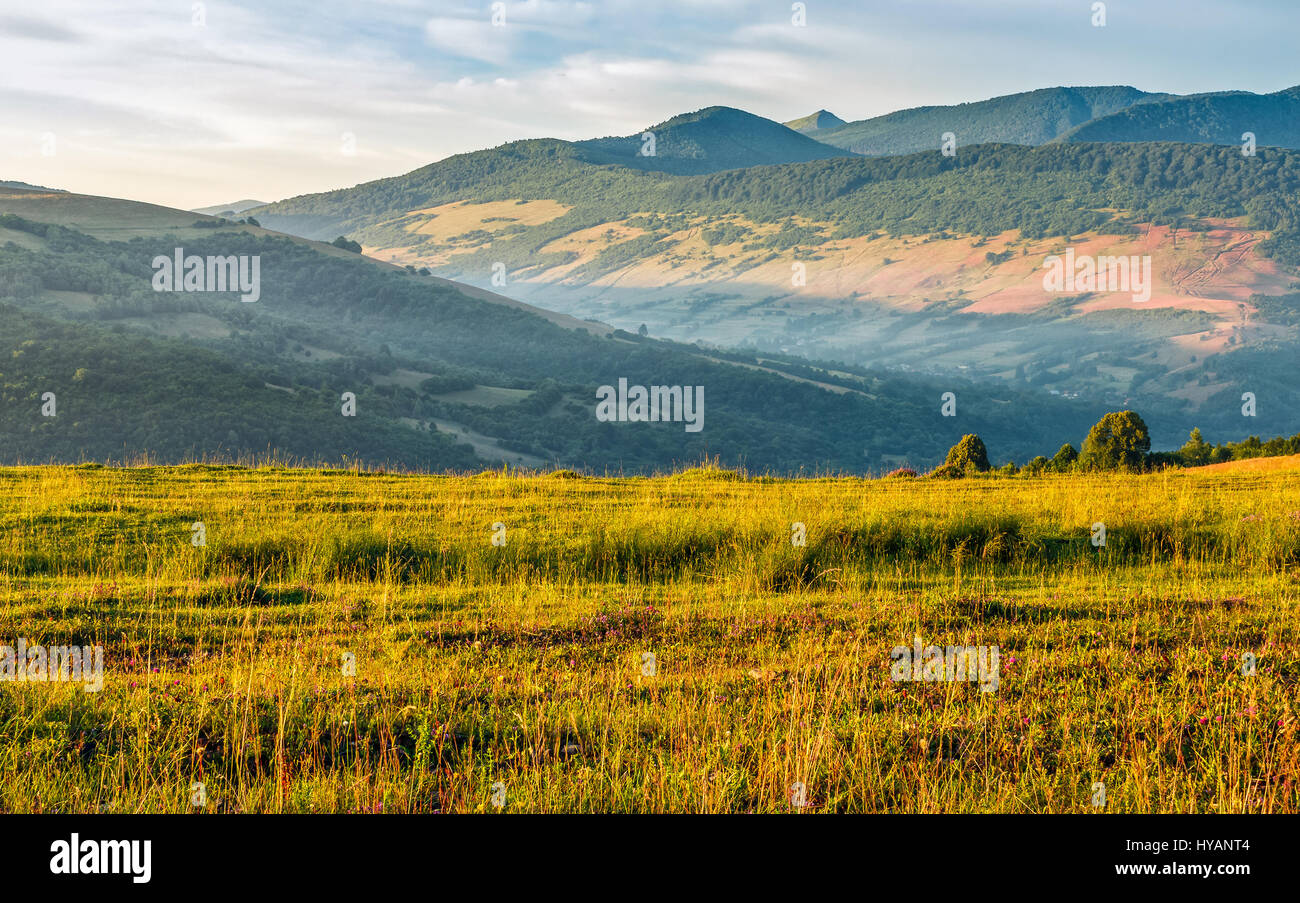 Agricola campo di fieno in montagna. alberi dietro il prato erboso. bellissimo paesaggio rurale Foto Stock