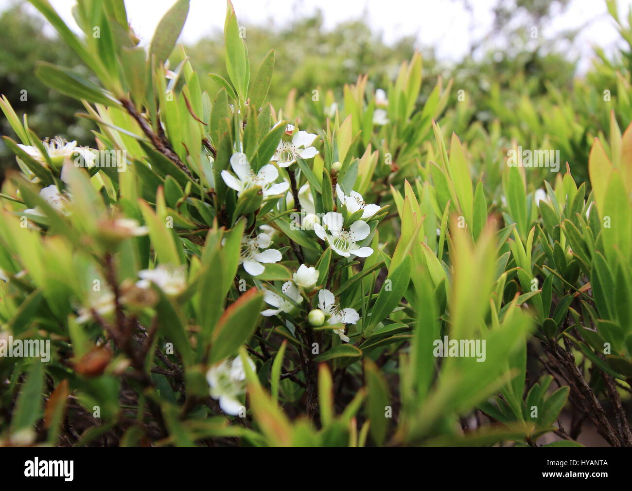 Fiori bianchi del bonsai alberi che crescono in un ambiente naturale in una giungla tropicale Foto Stock