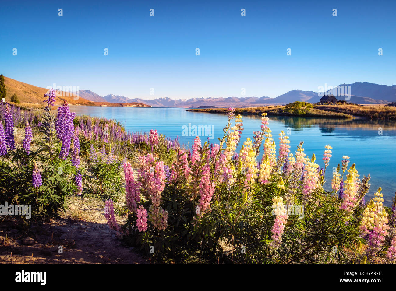 Vista del paesaggio del Lago Tekapo, montagne e lupin fiori, Alpi del Sud, Nuova Zelanda Foto Stock