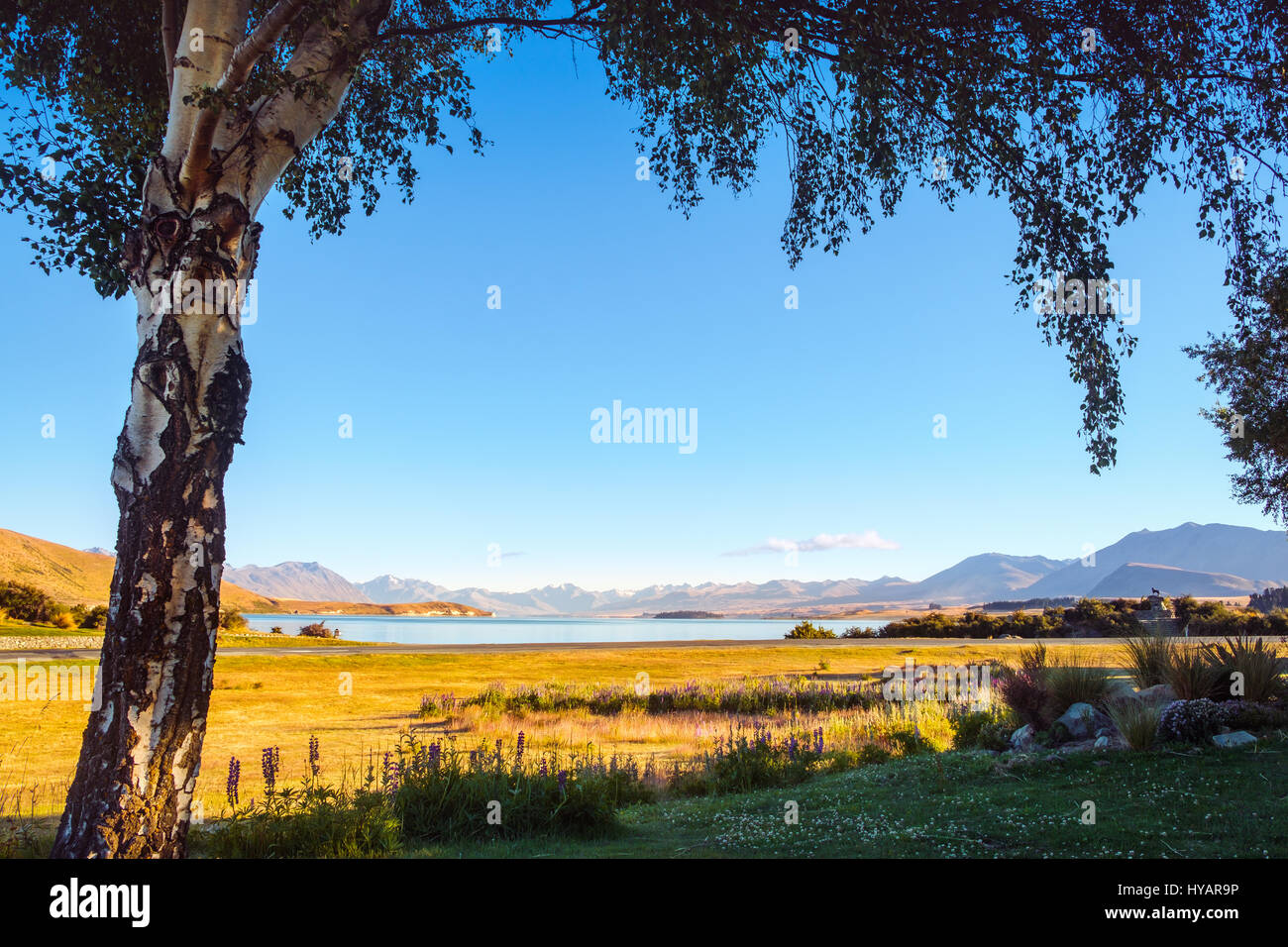 Vista del paesaggio del Lago Tekapo incorniciato da un albero all'alba, le Alpi del Sud, Nuova Zelanda Foto Stock