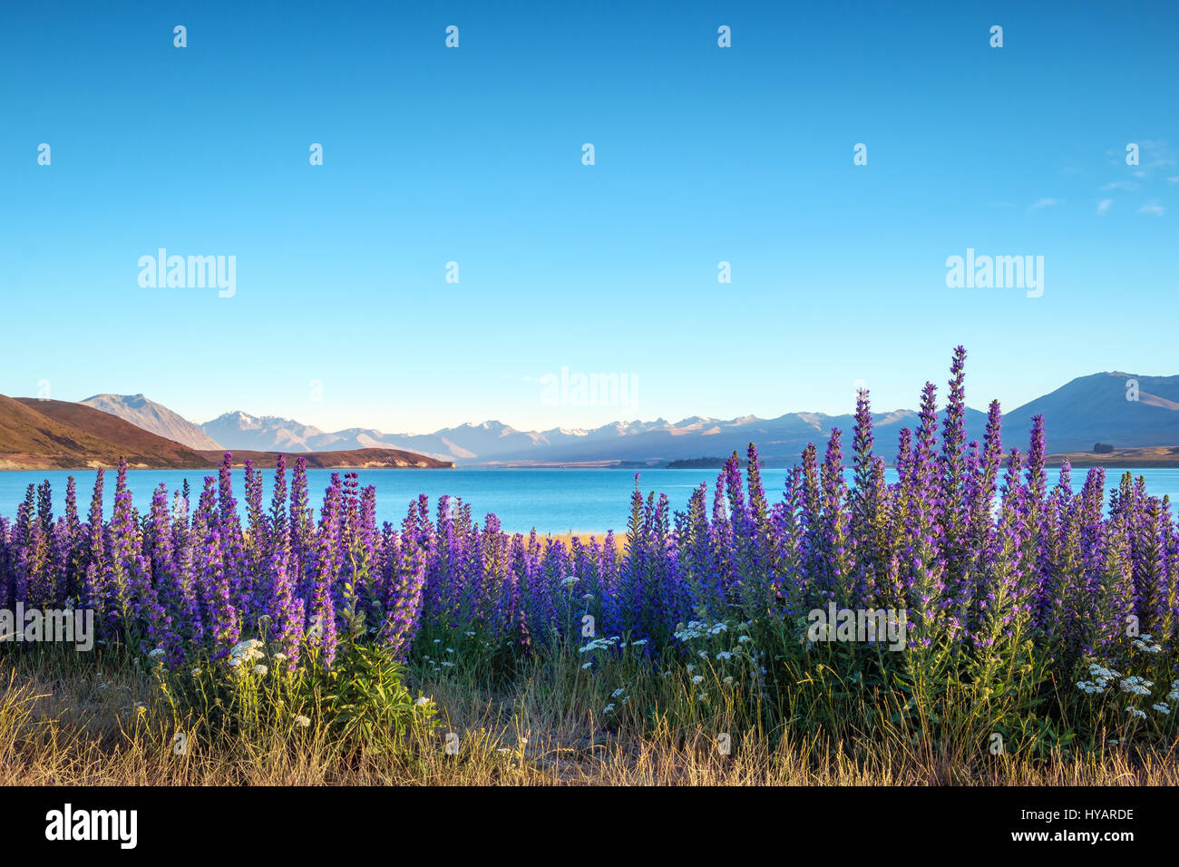 Vista del paesaggio del Lago Tekapo e coloratissimi fiori di lupino all'alba, le Alpi del Sud, Nuova Zelanda Foto Stock