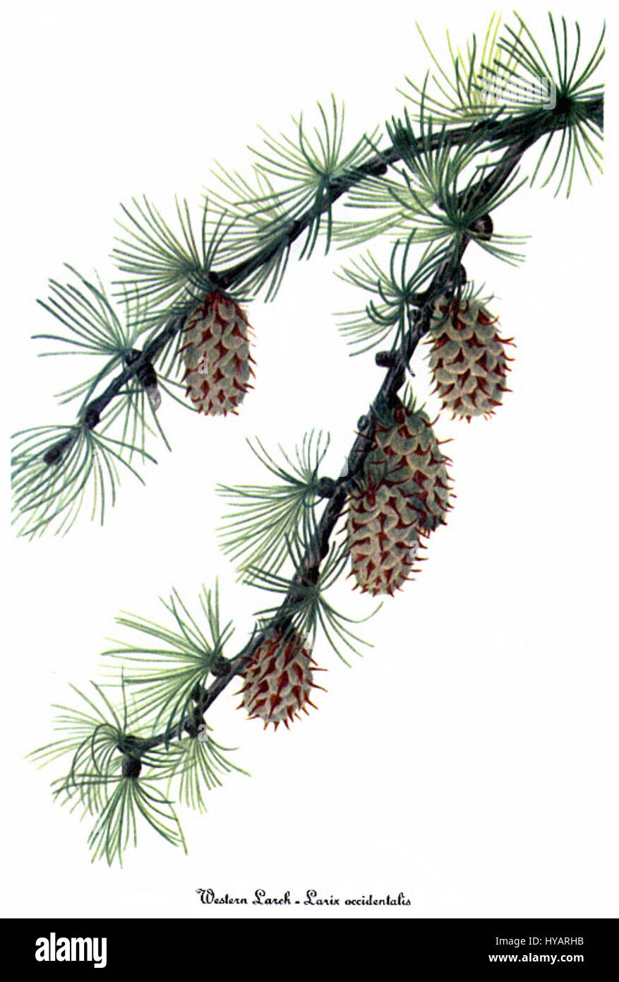 Larix occidentalis, comunemente noto come larice occidentale, è raffigurato in un'illustrazione botanica di Mary Vaux Walcott. Il lavoro dettagliato mostra le distinte foglie e coni simili ad aghi dell'albero, tipici delle specie di conifere. Foto Stock