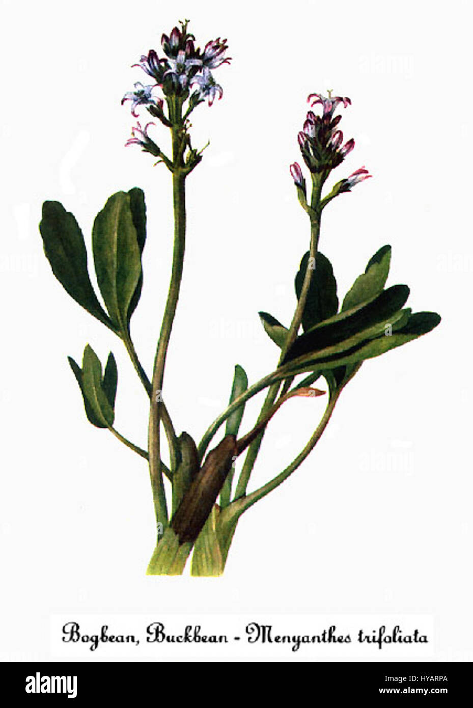 "Menyanthes 6" di Mary Vaux Walcott è un'illustrazione botanica che mostra la pianta Menyanthes, nota anche come fagiolo. La tecnica precisa e delicata dell'acquerello di Walcott mette in evidenza le caratteristiche della pianta, comprese le foglie, i fiori e la struttura generale, sottolineando la sua abilità nell'arte botanica. Foto Stock