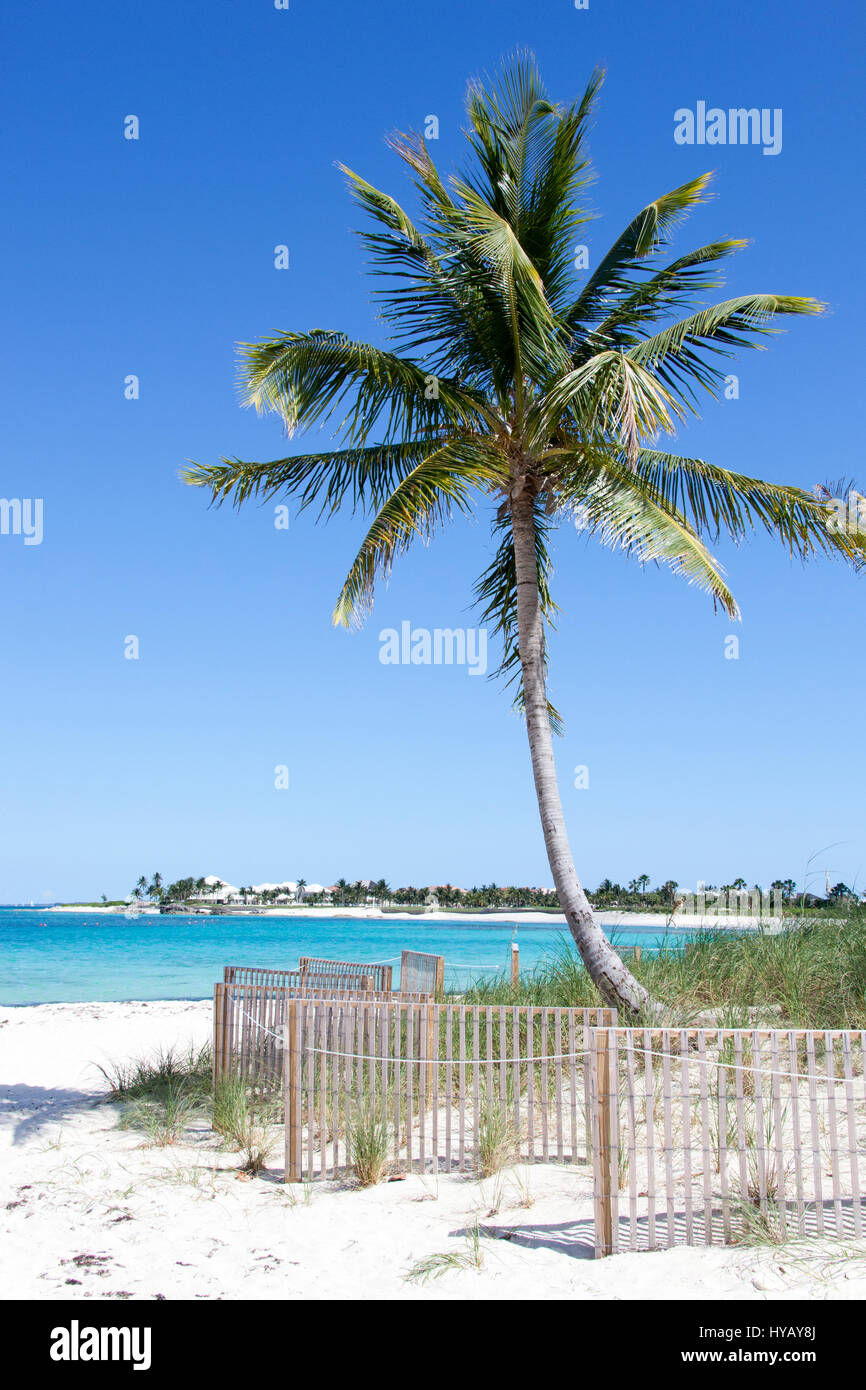 Il Palm tree su una spiaggia di Paradise Island (Bahamas). Foto Stock