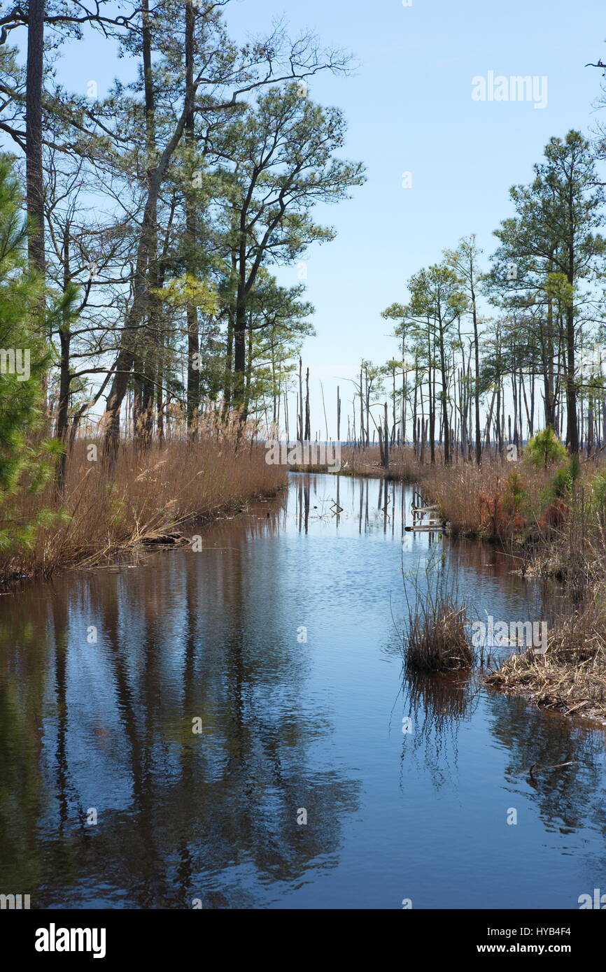 Il drenaggio delle acque - Blackwater Wildlife Refuge Foto Stock