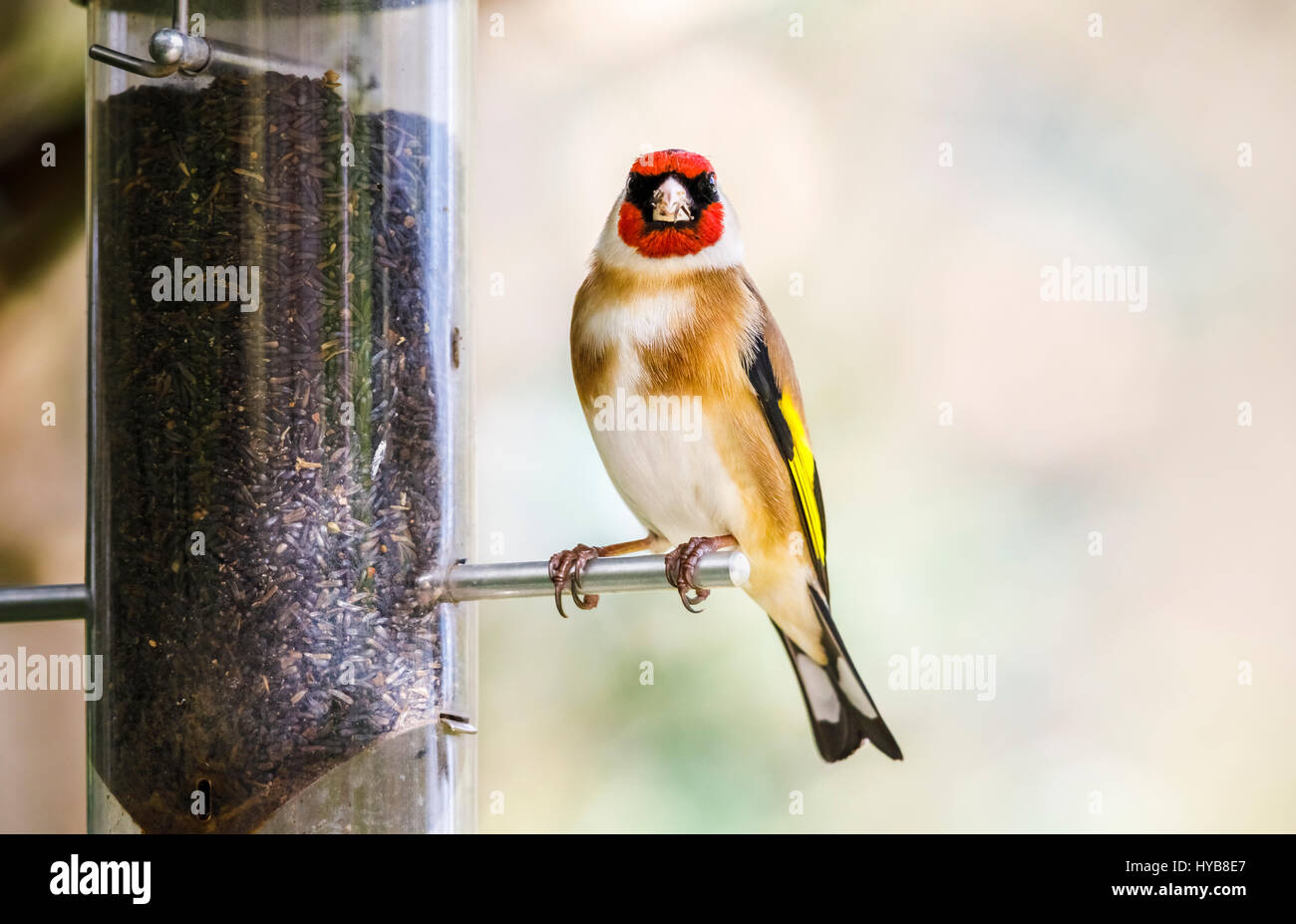 Colorate carduelis Carduelis, Europeo cardellino, appollaiate, alimentando ad un seme del niger bird feeder in un giardino inglese in primavera Foto Stock