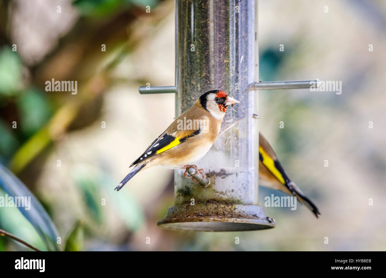 Colorate carduelis Carduelis, Europeo cardellino, appollaiate, alimentando ad un seme del niger bird feeder in un giardino inglese in primavera Foto Stock