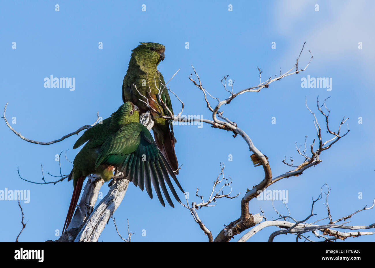 Quadro Su Tela Pappagalli Colorati - Stampa Animali Per Arredo Soggiorno Moderno