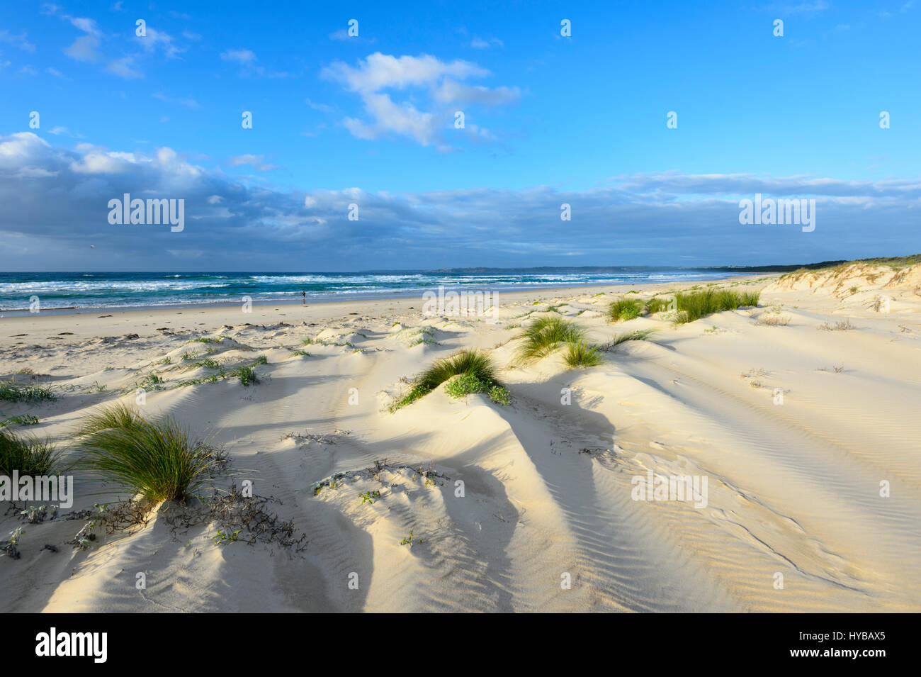 Pittoresche dune di sabbia e ciuffi di erba a Conjola Beach, Shoalhaven, South Coast, Nuovo Galles del Sud, NSW, Australia Foto Stock