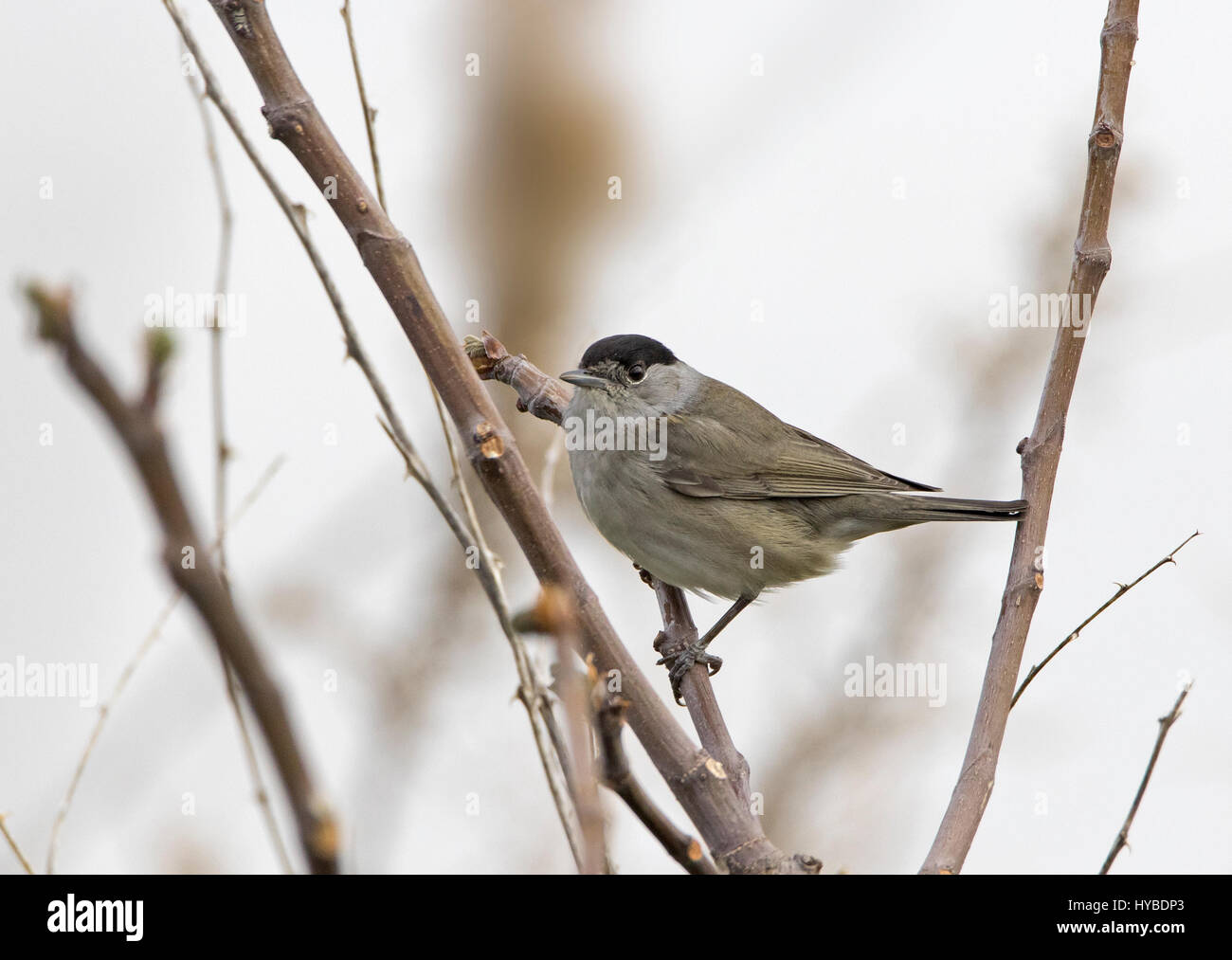 Voce maschile Capinera Sylvia articapilla appollaiato Foto Stock