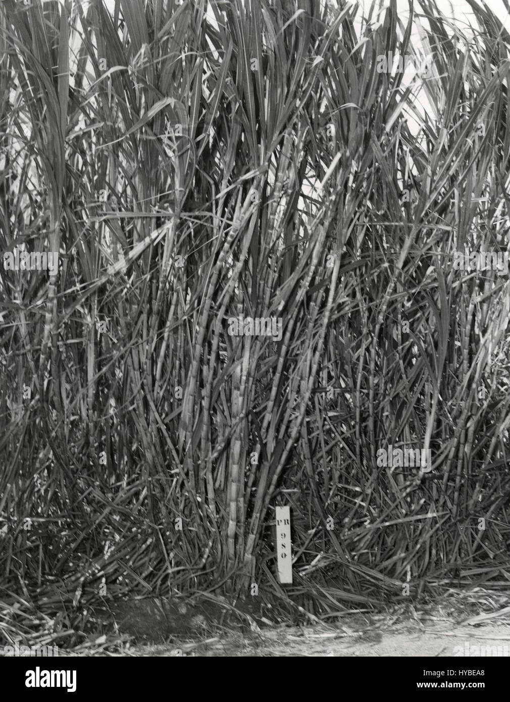 La canna da zucchero PR980 la coltivazione con la stazione di esperimento agricola, Puerto Rico Foto Stock