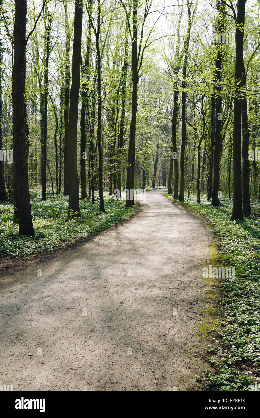 Svuotare il percorso della foresta in primavera Foto Stock