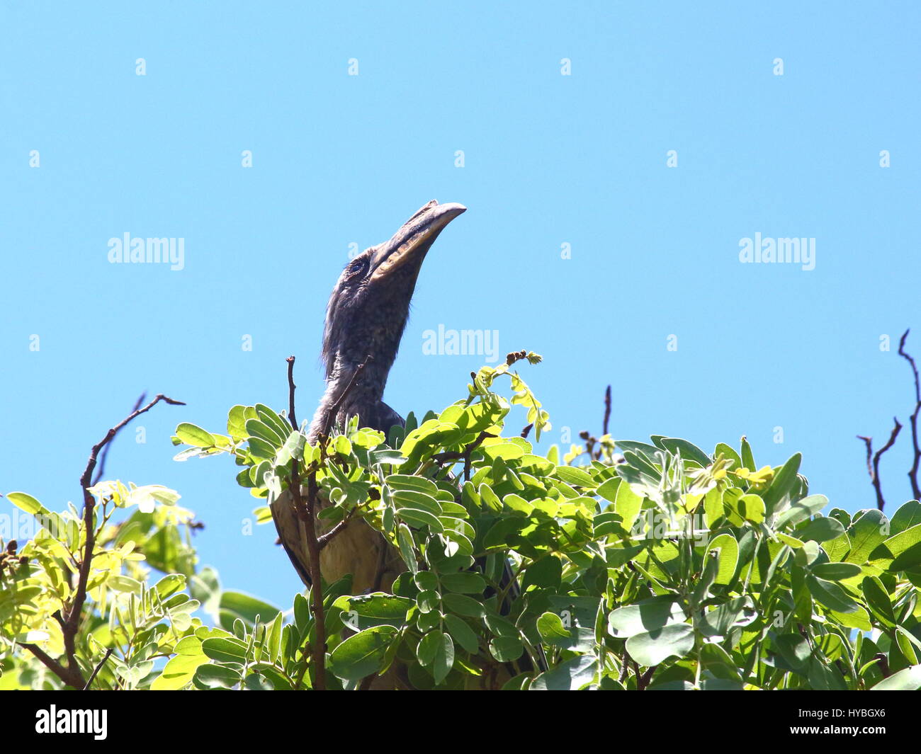 Un pallido fatturati Hornbill, Lophoceros pallidirostris, Zambia, Africa Foto Stock