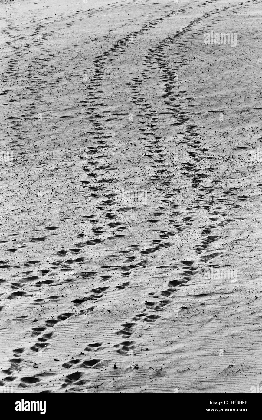 Orme nella sabbia della spiaggia di Matosinhos, Porto, Portogallo. Foto Stock