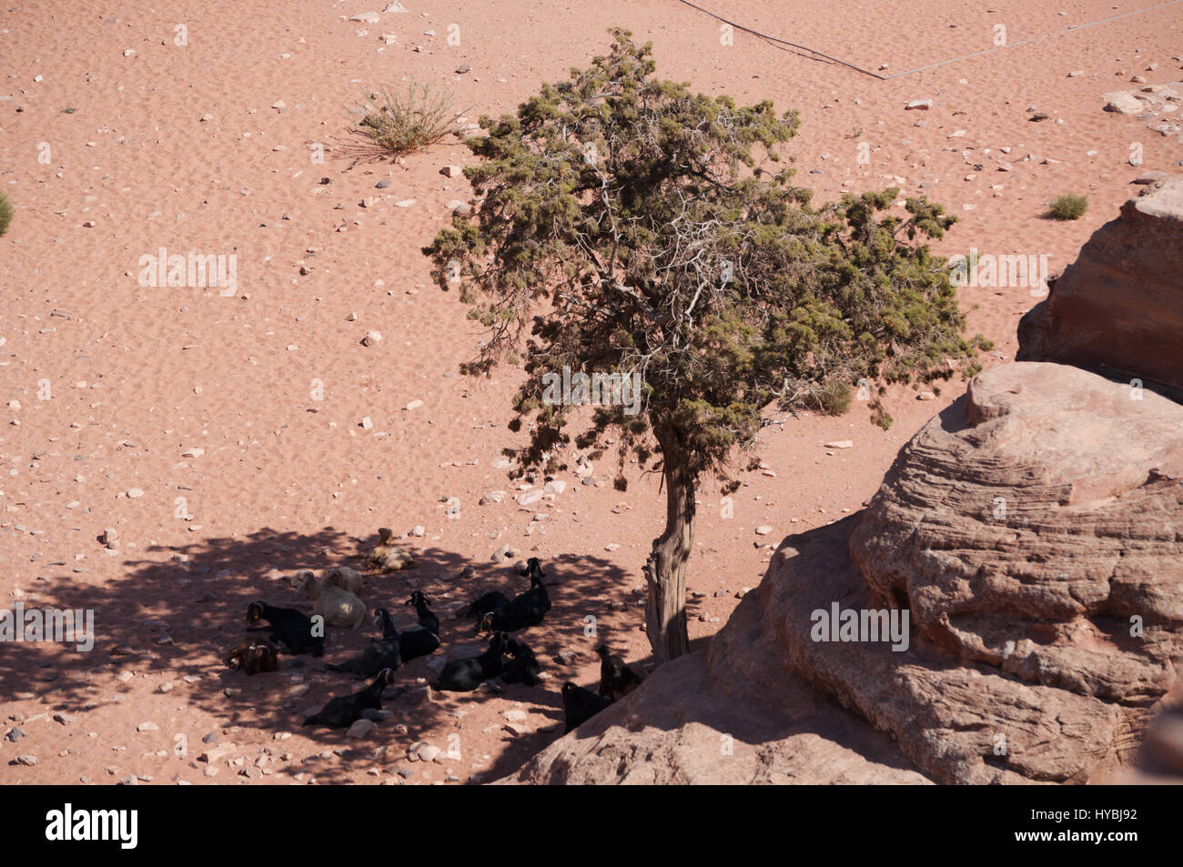 Giordania: un gregge di capre nell'ombra di un albero nel deserto giordano del paesaggio archeologico di Nabataean città di Petra Foto Stock