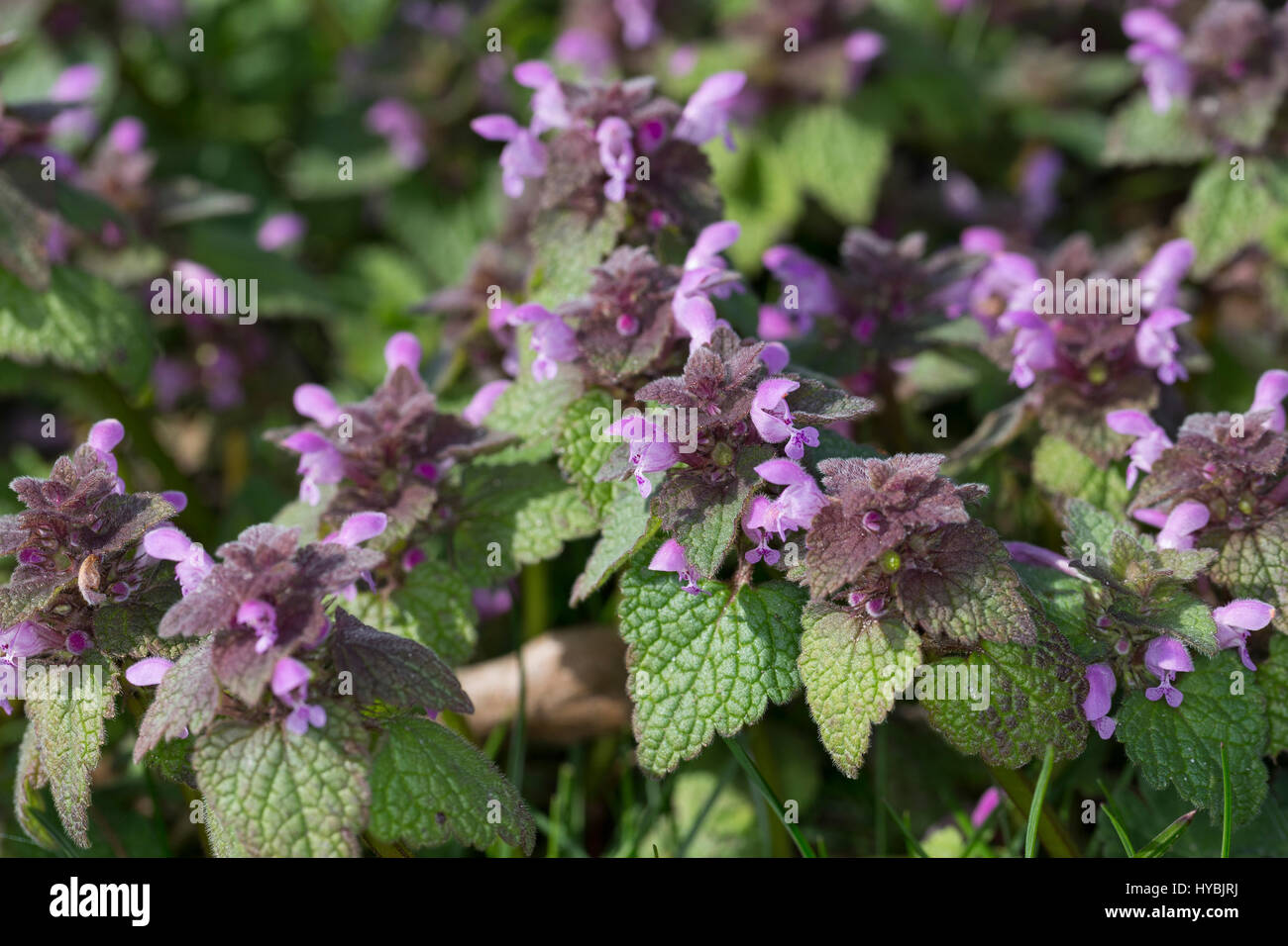 Rote Taubnessel, Lamium purpureum, deadnettle rosso, viola deadnettle, red dead-ortica, viola morti di ortica, red dead ortica, viola dead ortica, viola Foto Stock
