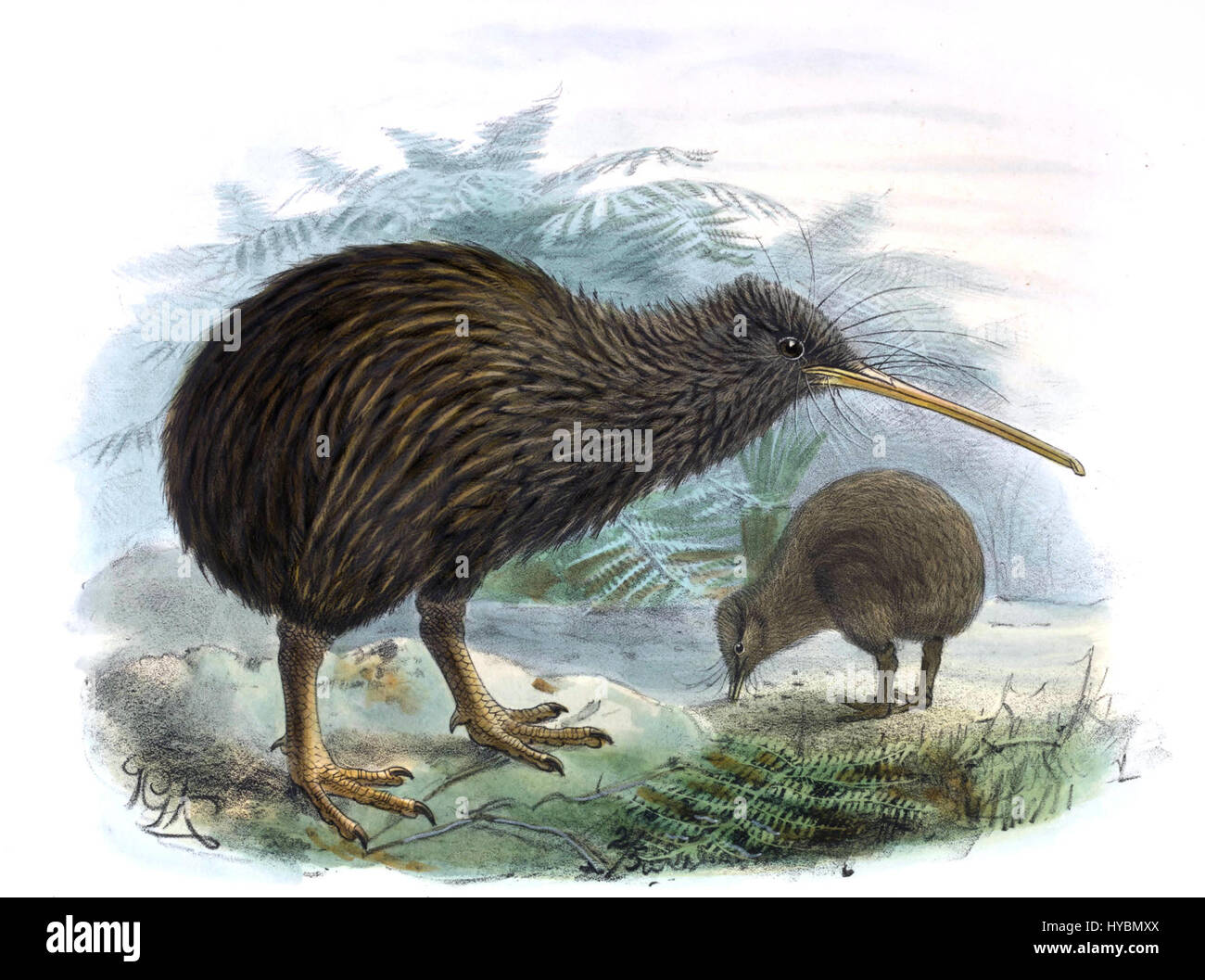 Questa pagina ritagliata da *A History of the Birds of New Zealand*, prima edizione, di Walter Buller, presenta uno studio illustrato delle specie di uccelli nativi. Il libro rimane un riferimento ornitologico significativo. Foto Stock