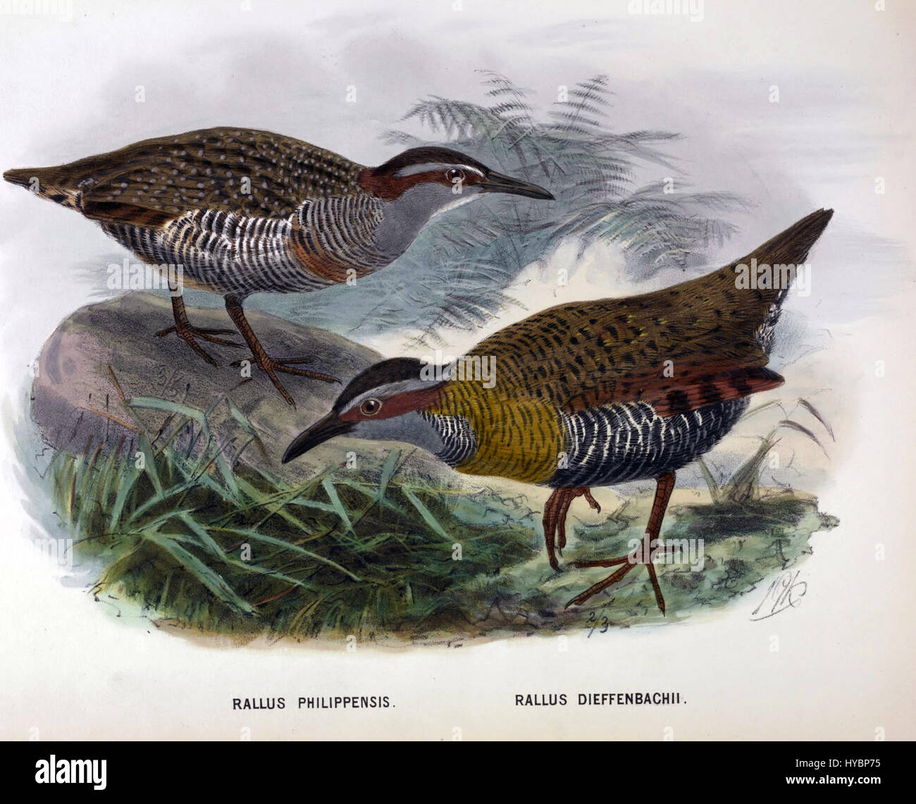 La prima edizione di "History of the Birds of New Zealand", pagina 176, presenta un resoconto dettagliato delle specie di uccelli nativi della nuova Zelanda. Il libro include illustrazioni e descrizioni della popolazione aviaria locale, contribuendo agli studi ornitologici. Foto Stock