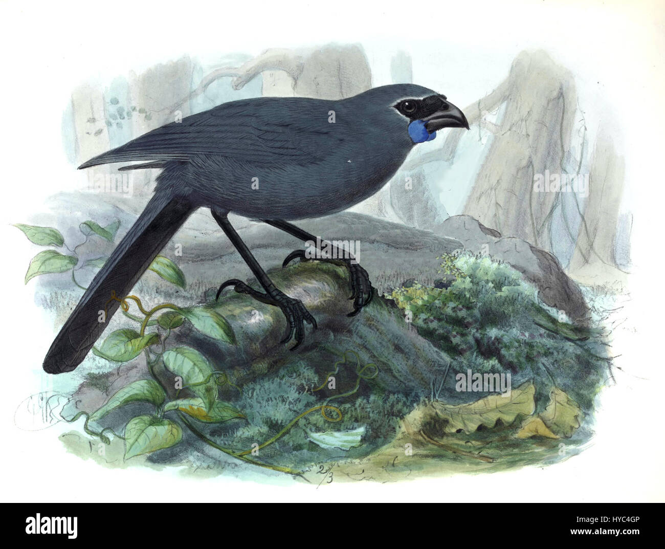 La prima edizione di "History of the Birds of New Zealand" fornisce uno sguardo approfondito alle diverse specie aviarie del paese, evidenziandone le caratteristiche e gli habitat unici. Il lavoro è una risorsa preziosa per ornitologi e appassionati di uccelli. Foto Stock