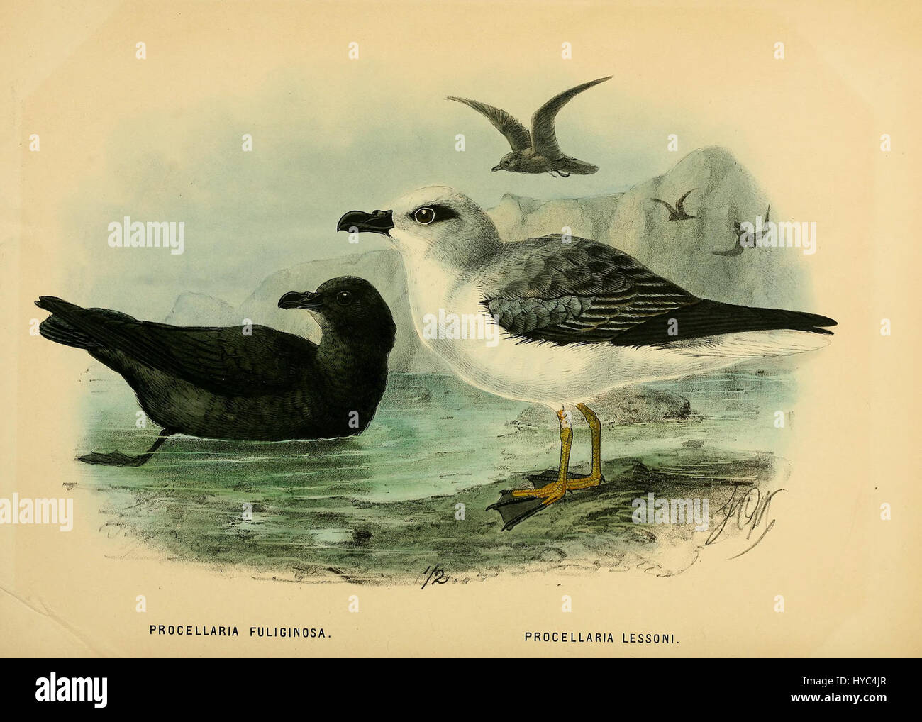 History of the Birds of New Zealand (1a edizione, P.304) è un'opera di riferimento che documenta le specie aviarie della nuova Zelanda. Questo volume contiene descrizioni e illustrazioni dettagliate degli uccelli nativi, che fanno luce sulla biodiversità unica della regione. Foto Stock