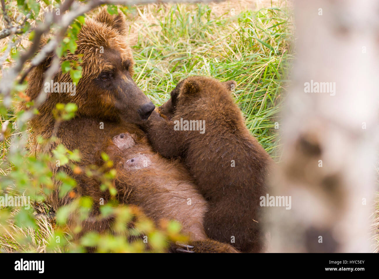 L'orso bruno (Ursus arctos) sow e cub infermieristica, katmai np, ak, Stati Uniti d'America Foto Stock
