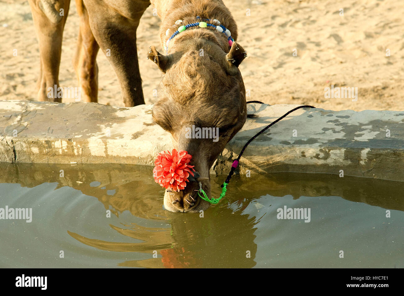 Camel acqua potabile, Pushkar mela, Rajasthan, Asia, India Foto Stock