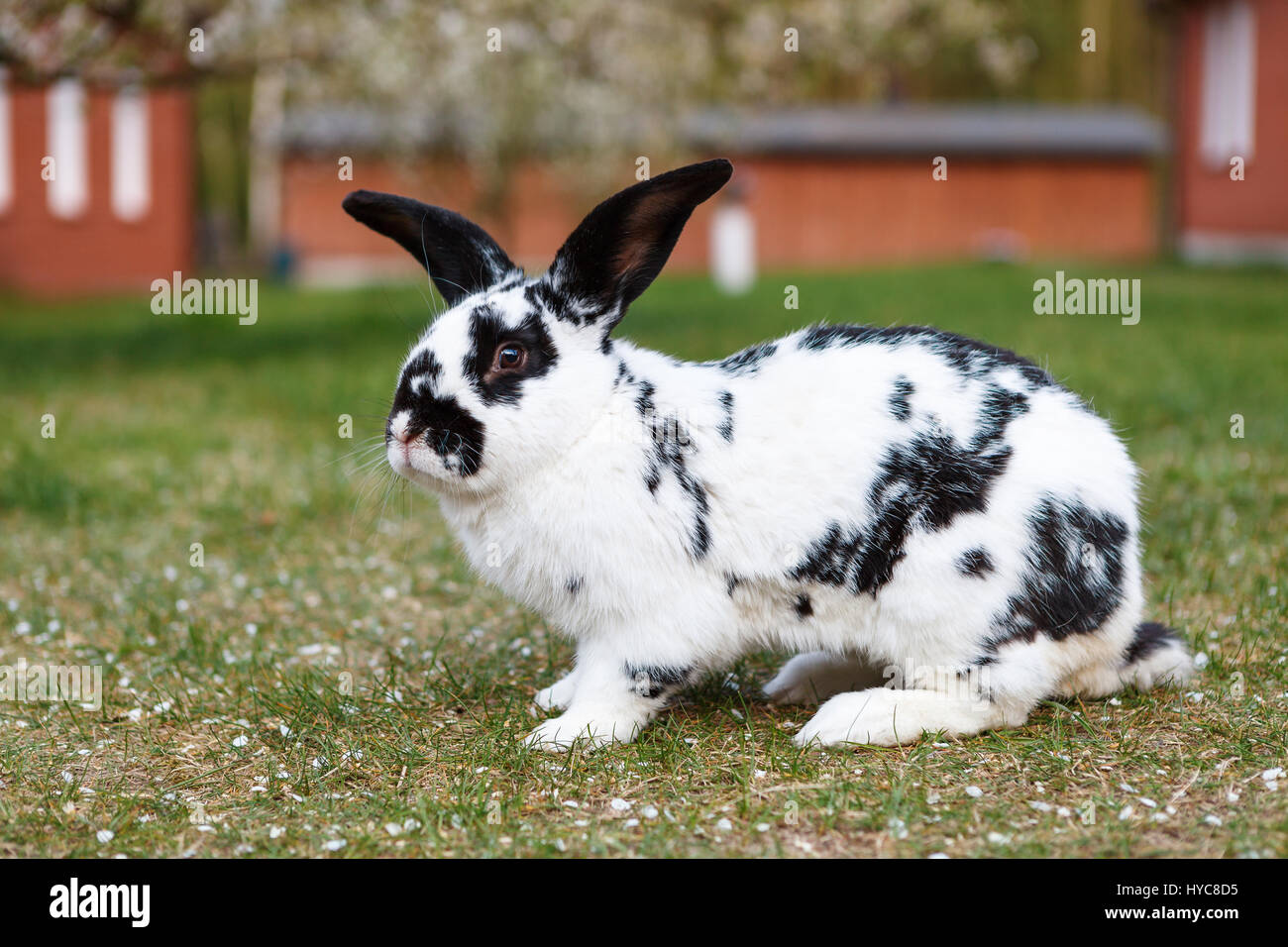 A scacchi coniglio gigante Foto Stock